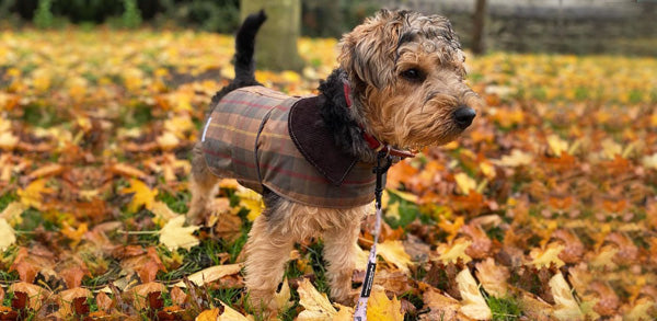 Caring For Your Dog This Autumn