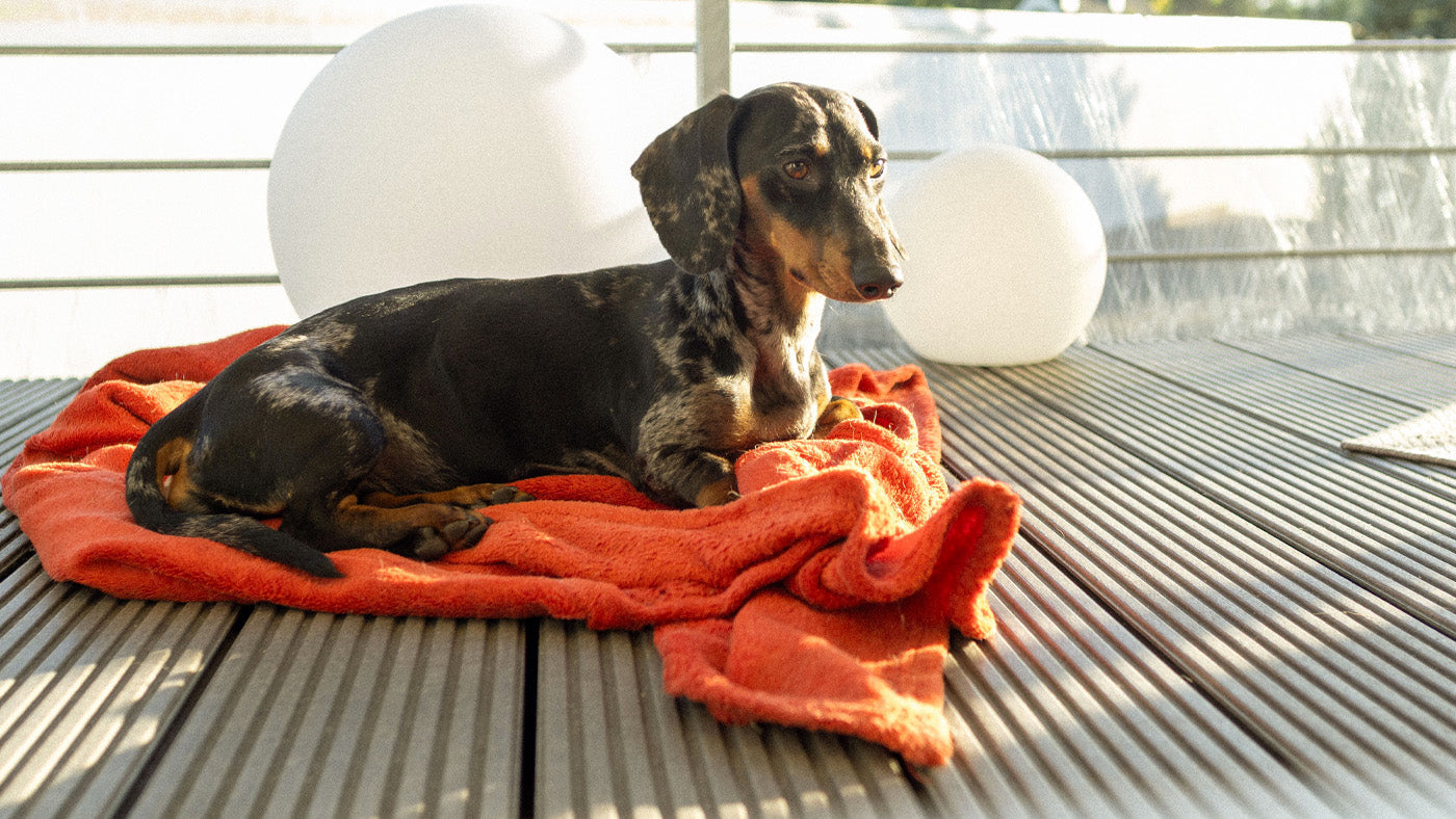 How to Keep Your Dog Happy and Healthy This Summer