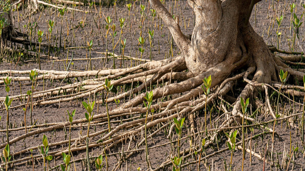 We Plant A Tree With Every Order