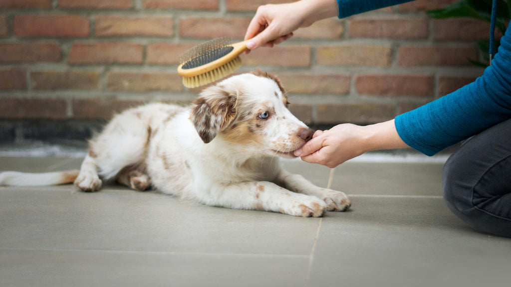 Summer Grooming For Your Dog