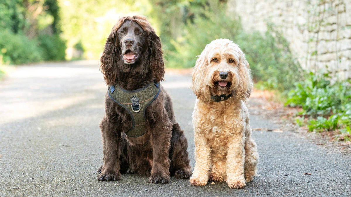 Introducing House of Paws & Hugo & Hudson
