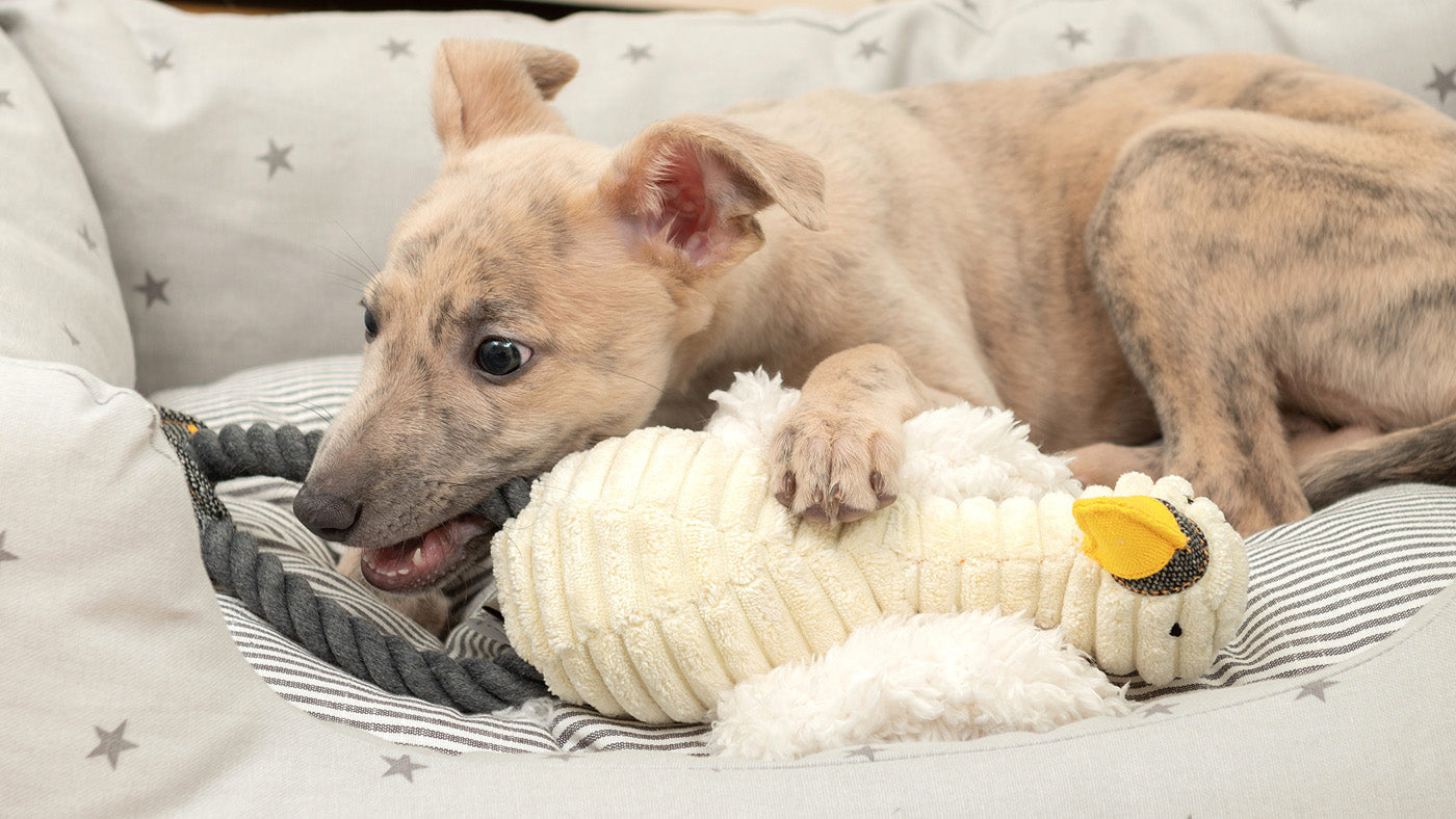 The Best Dog Toys For Endless Fun & Games