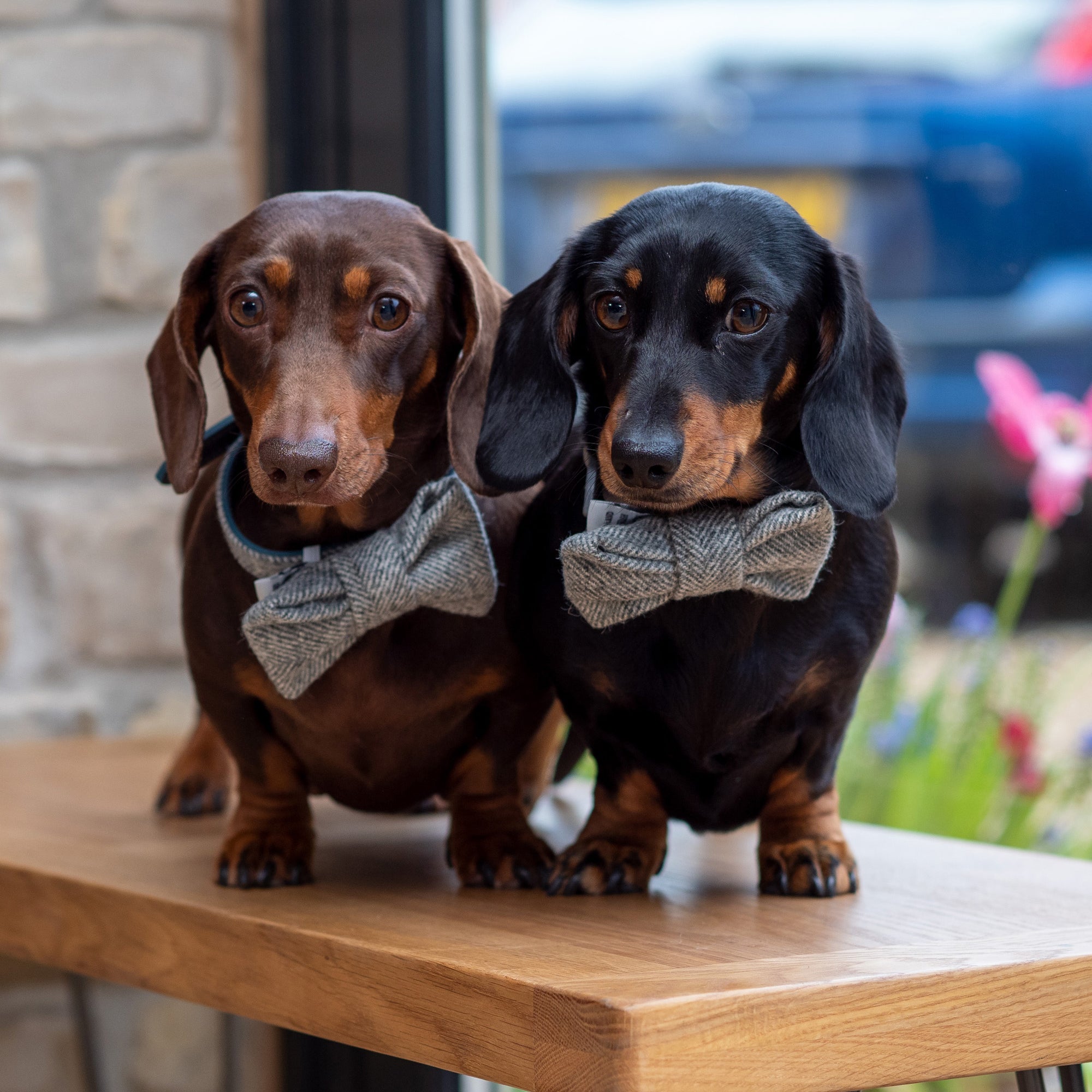 Stoneham Tweed Dog Bow Tie