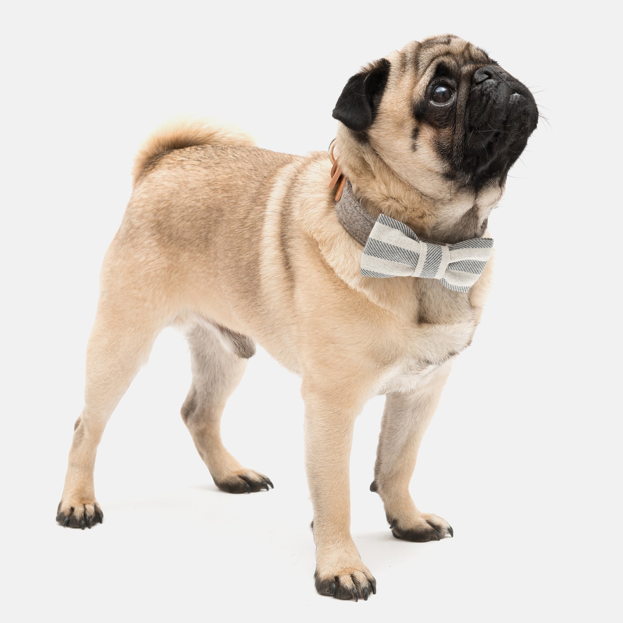 Flint Stripe Brushed Cotton Dog Bow Tie