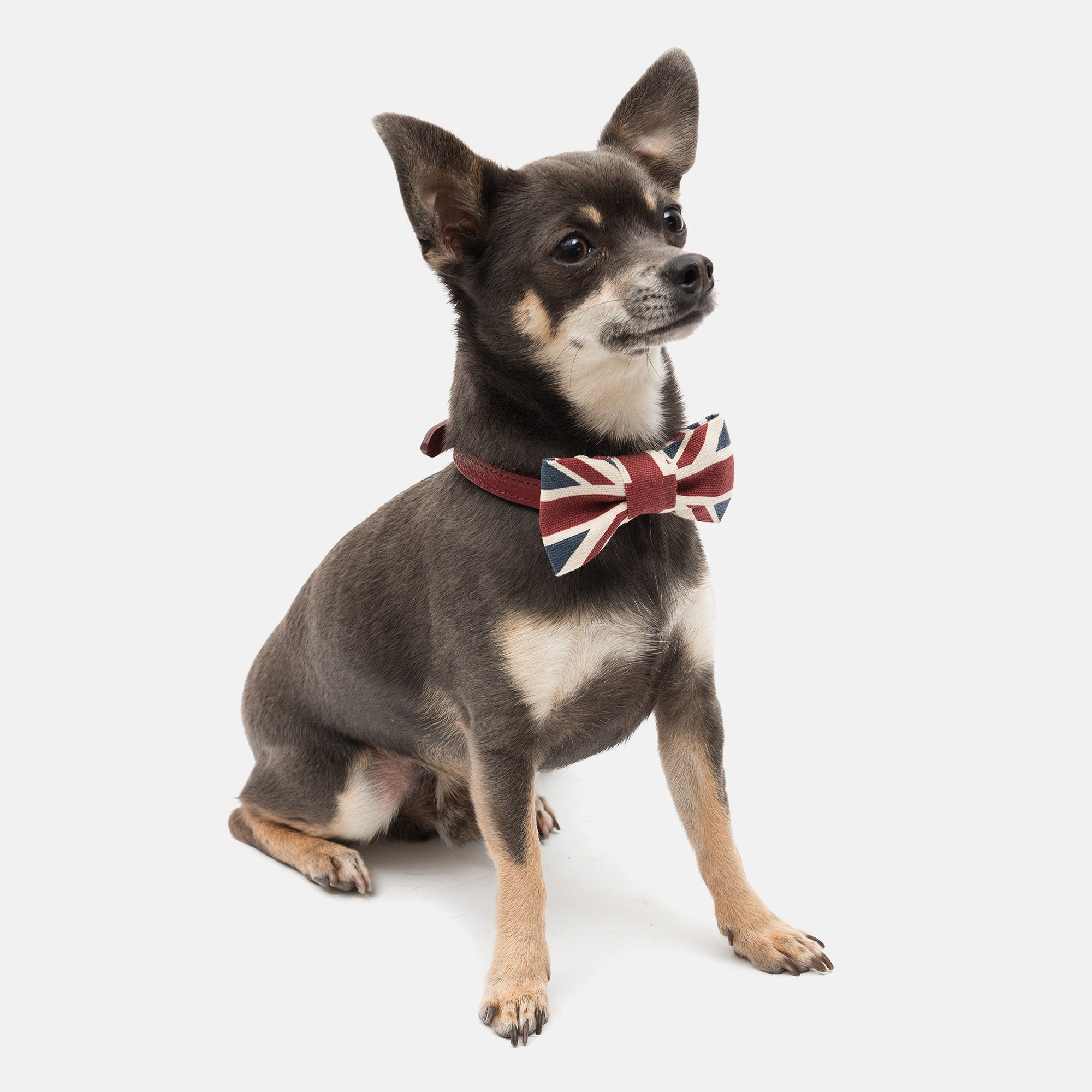 Union Jack Dog Bow Tie