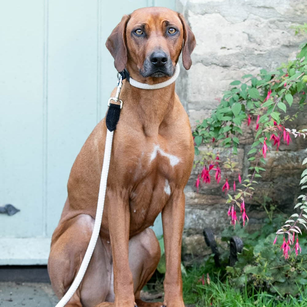 Hugo & Hudson Rope & Black Suede Leather Dog Lead