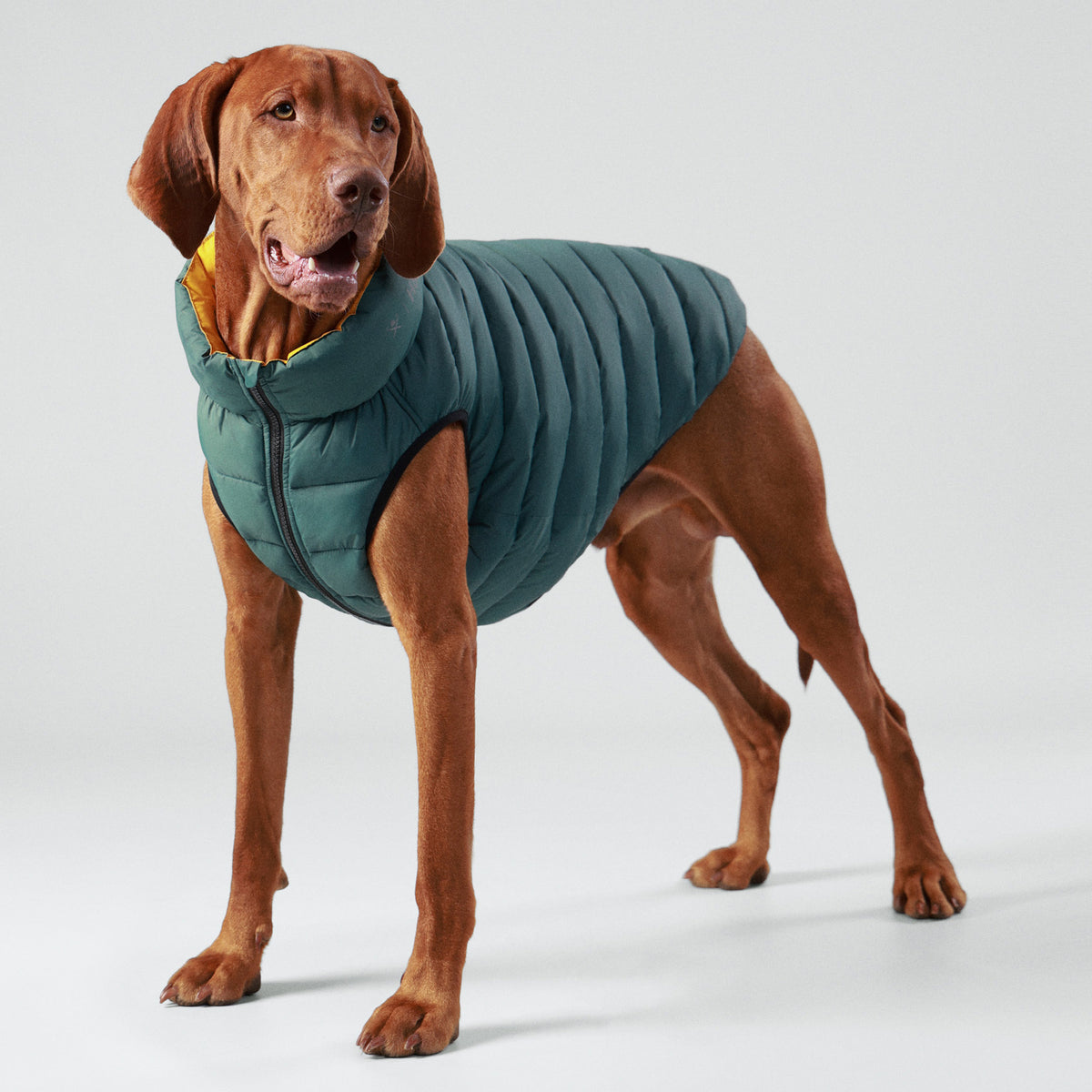 Hugo & Hudson X Hackett Reversible Dog Puffer Jacket - Forest Green & Gold