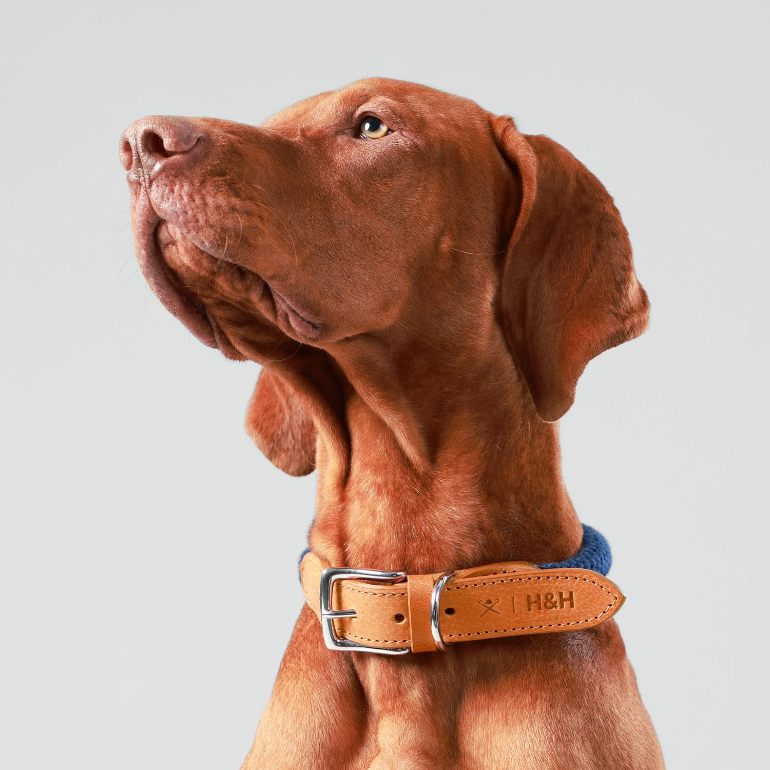 Hugo & Hudson X Hackett Navy Round Rope & Cognac Leather Dog Collar