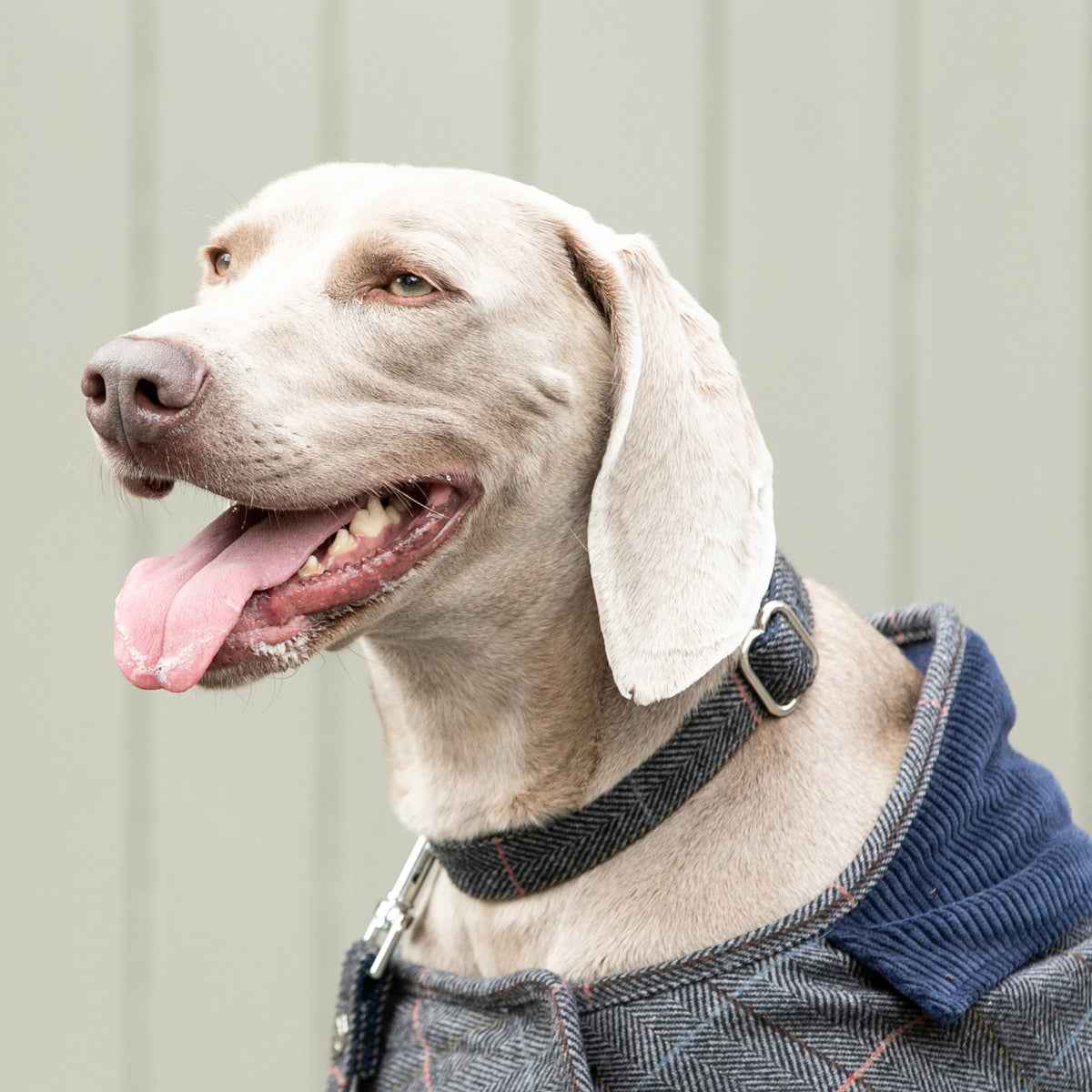 Hackett X Hugo & Hudson Grey Checked Herringbone Tweed Dog Collar