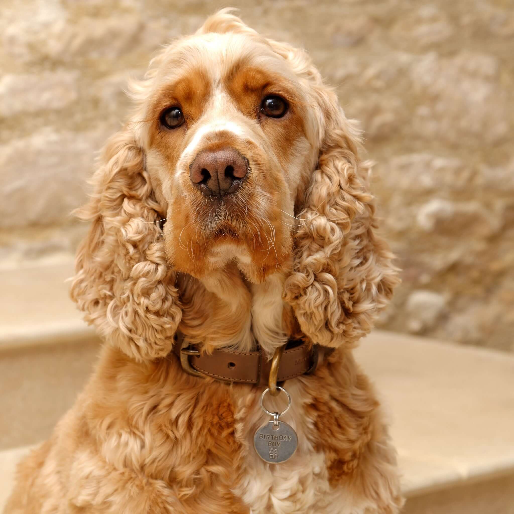 Birthday Boy Pewter Dog Tag
