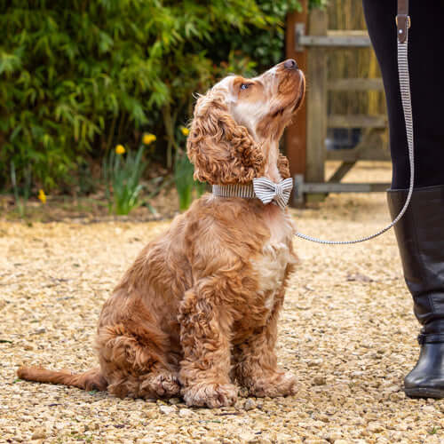 Charcoal Stripe Dog Bow Tie