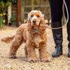 Charcoal Stripe & Leather Dog Lead