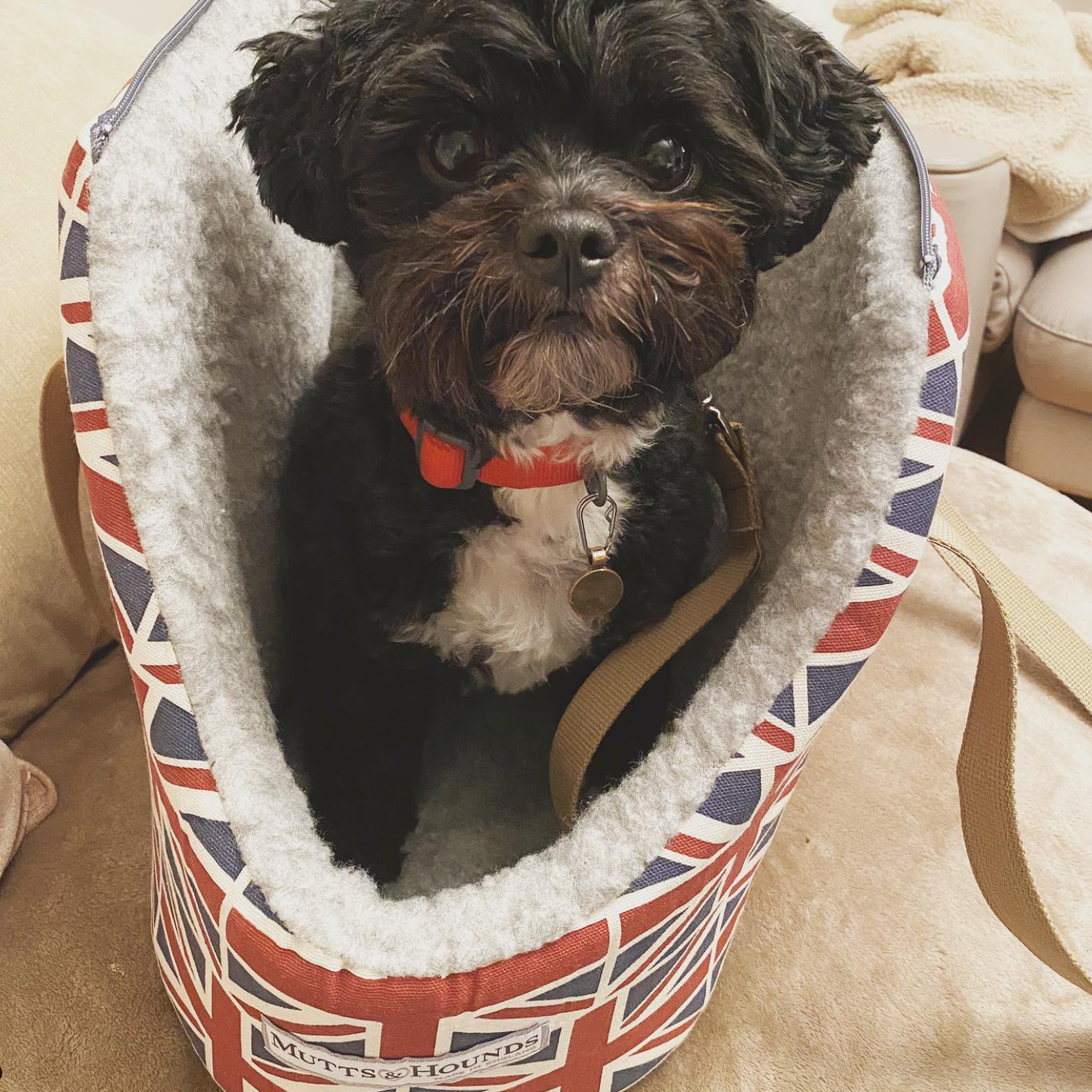 Union Jack Dog Carrier