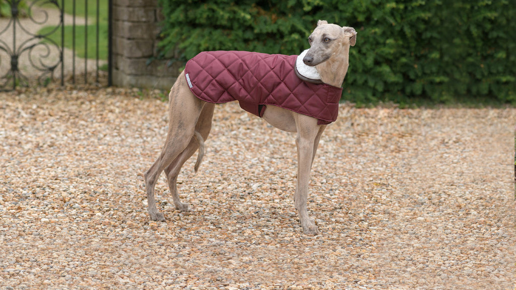 Our Guide To Buying A Dog Coat