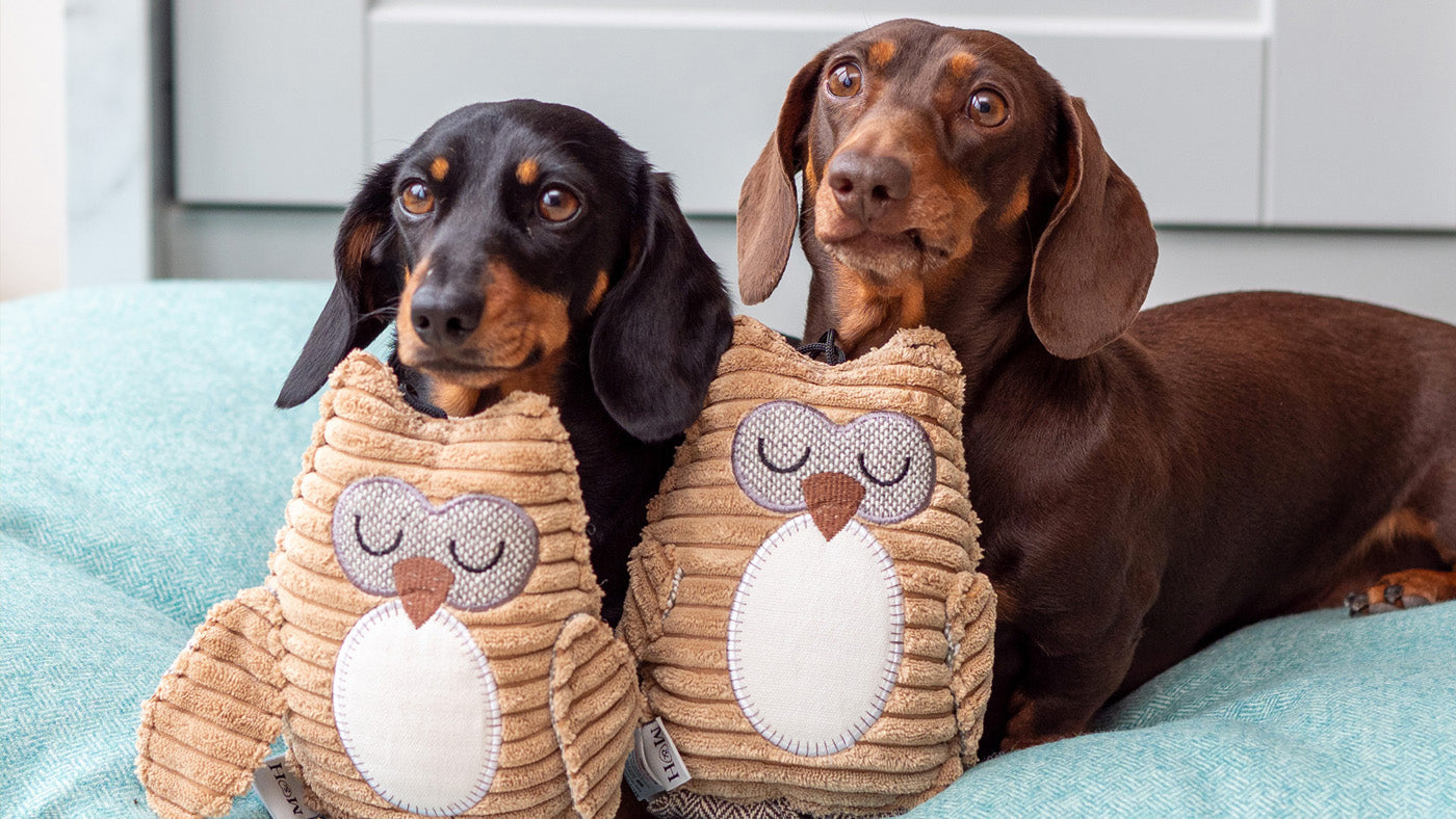National Pet Month Giveaway 2026