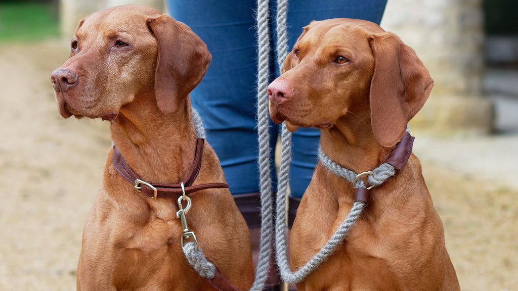 New Natural Dartmoor Wool Collars & Leads