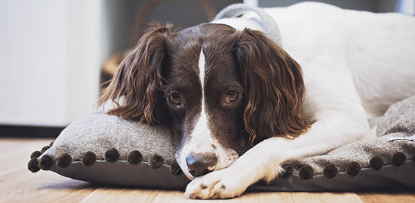 Alfie Bear Visits Mutts & Hounds