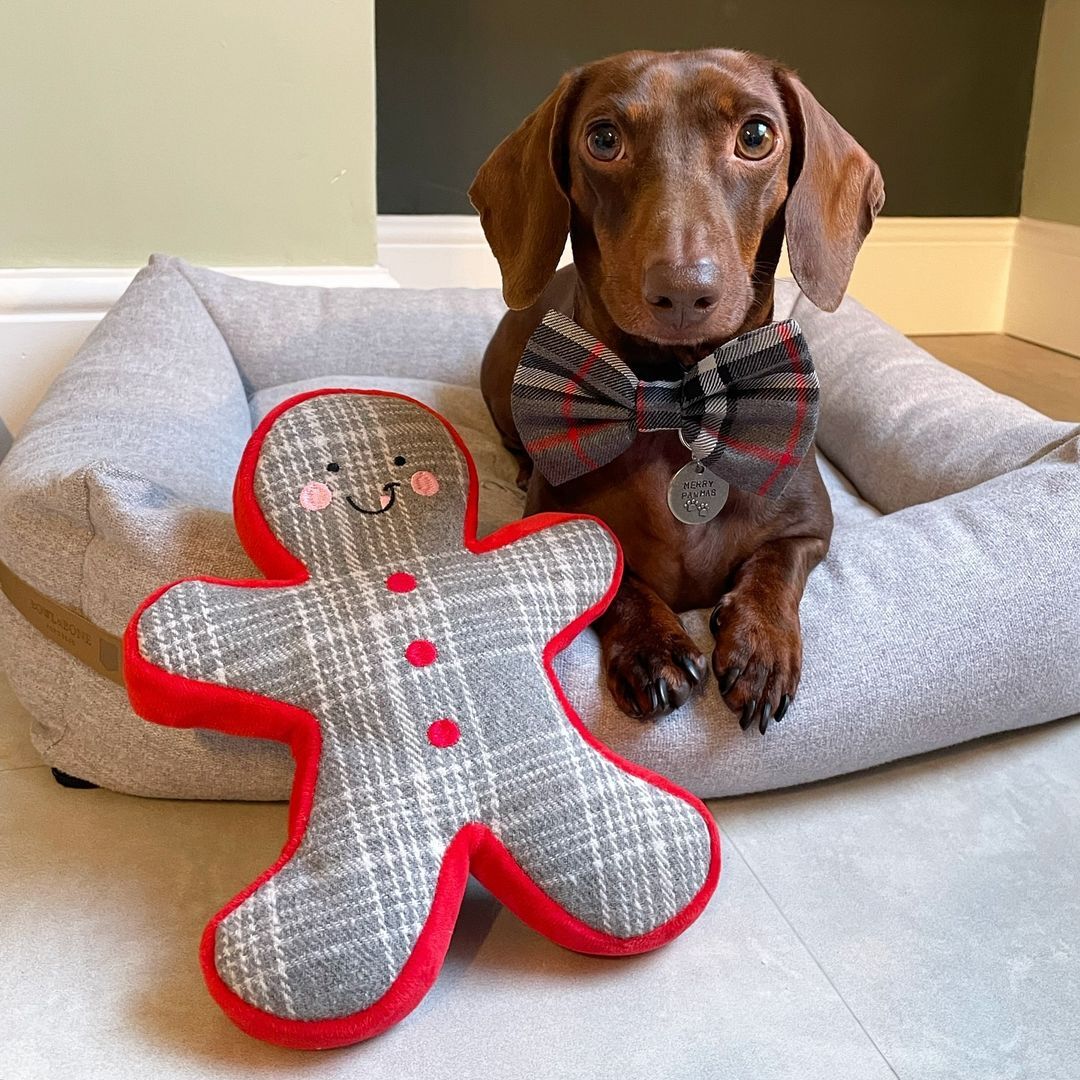 Gingerbread Buddy Check Dog Toy