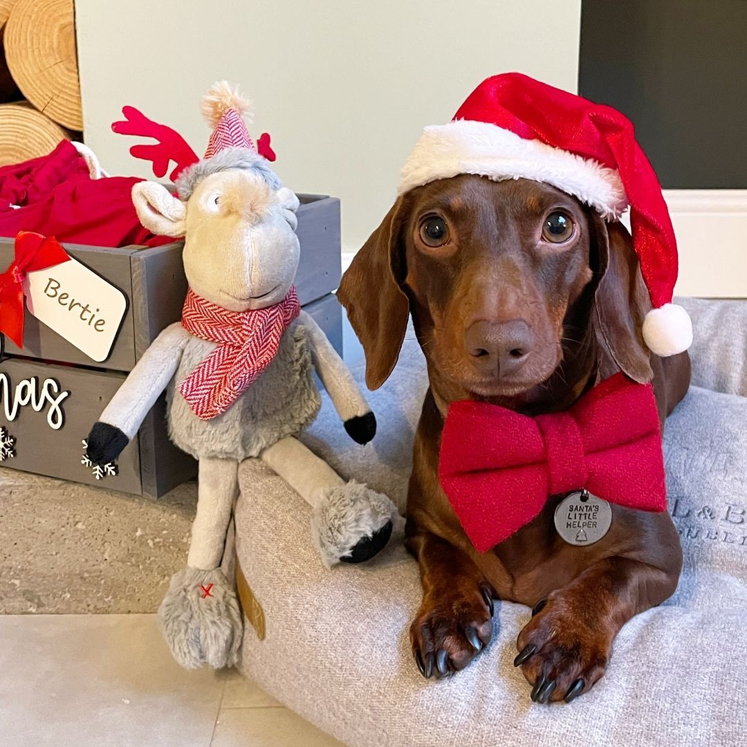 Red Rudolf Reindeer Christmas Plush Dog Toy