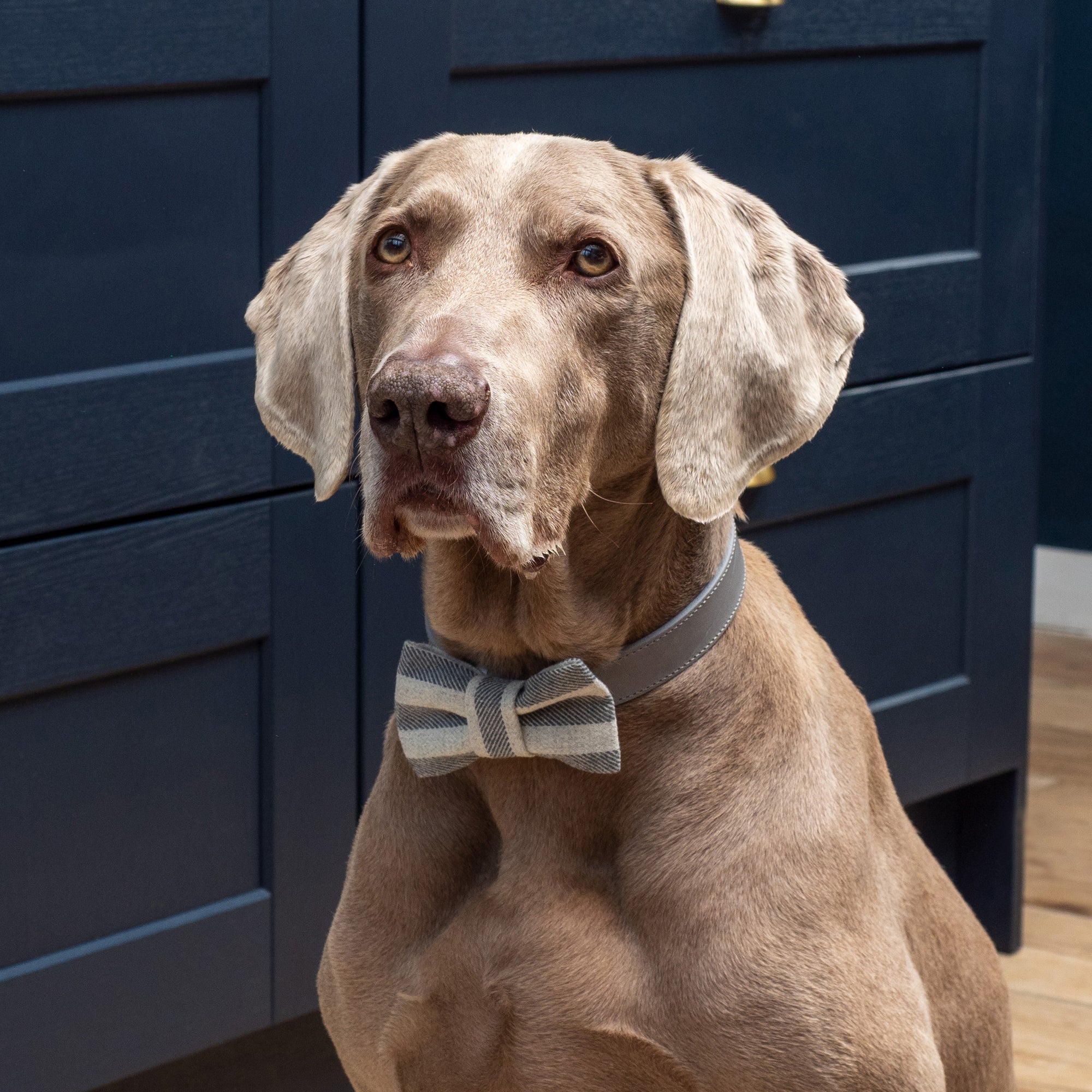 Flint Stripe Brushed Cotton Dog Bow Tie