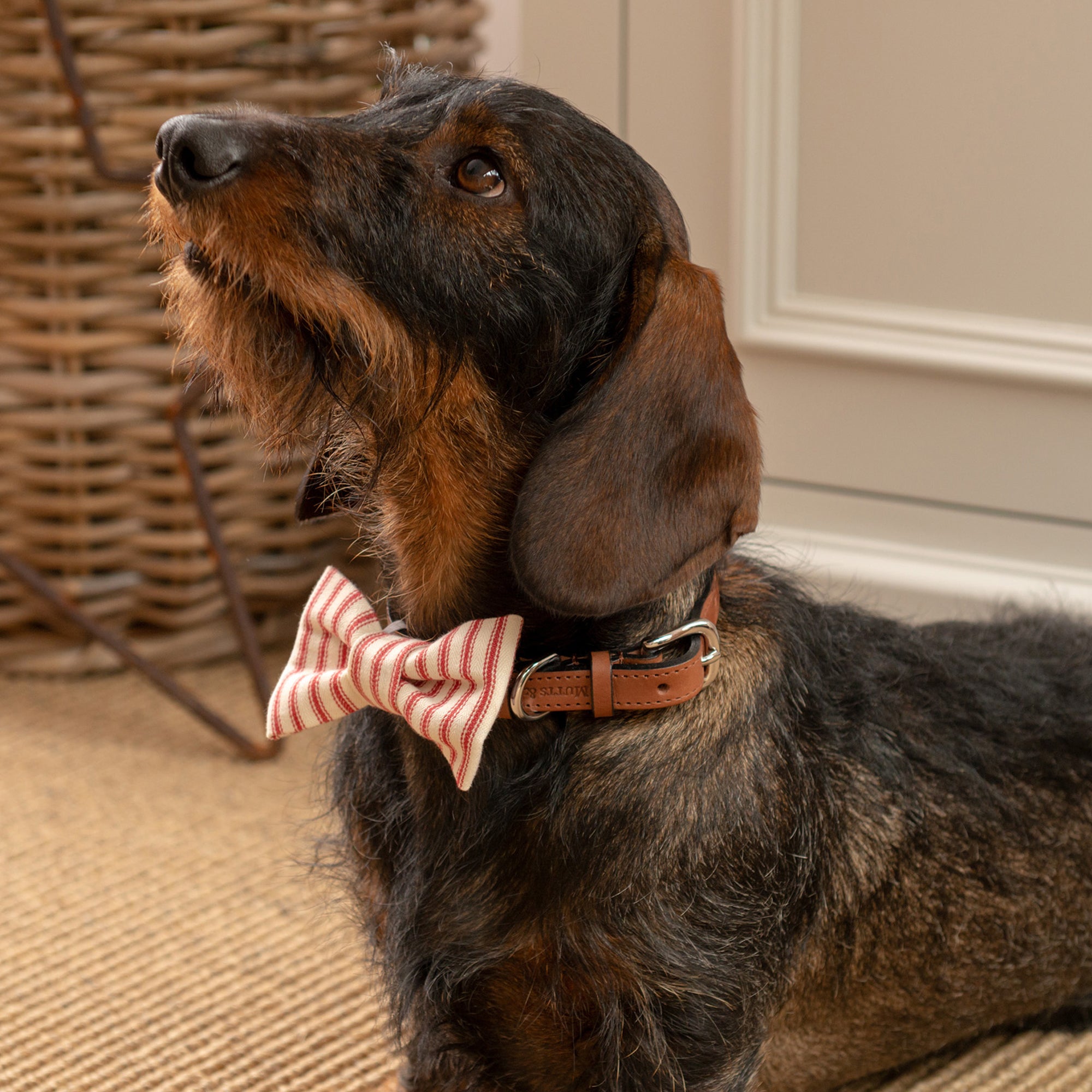 Red Ticking Stripe Dog Bow Tie