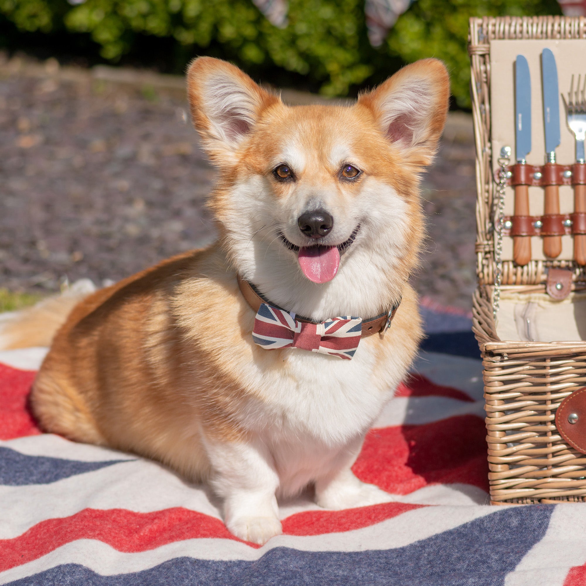 Union Jack Dog Bow Tie