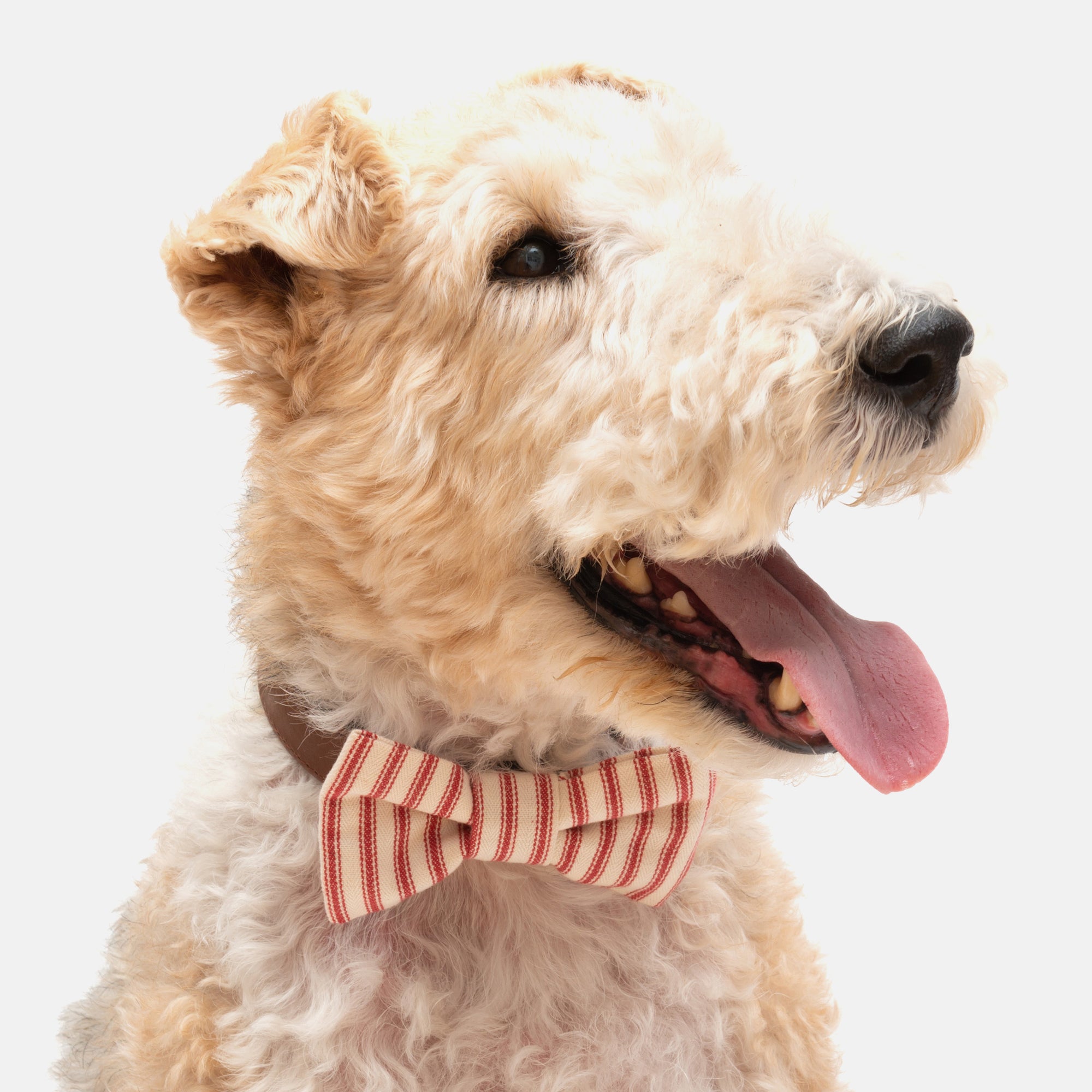 Red Ticking Stripe Dog Bow Tie