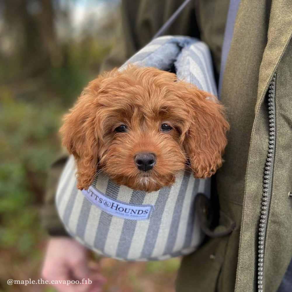 Flint Stripe Brushed Cotton Dog Carrier