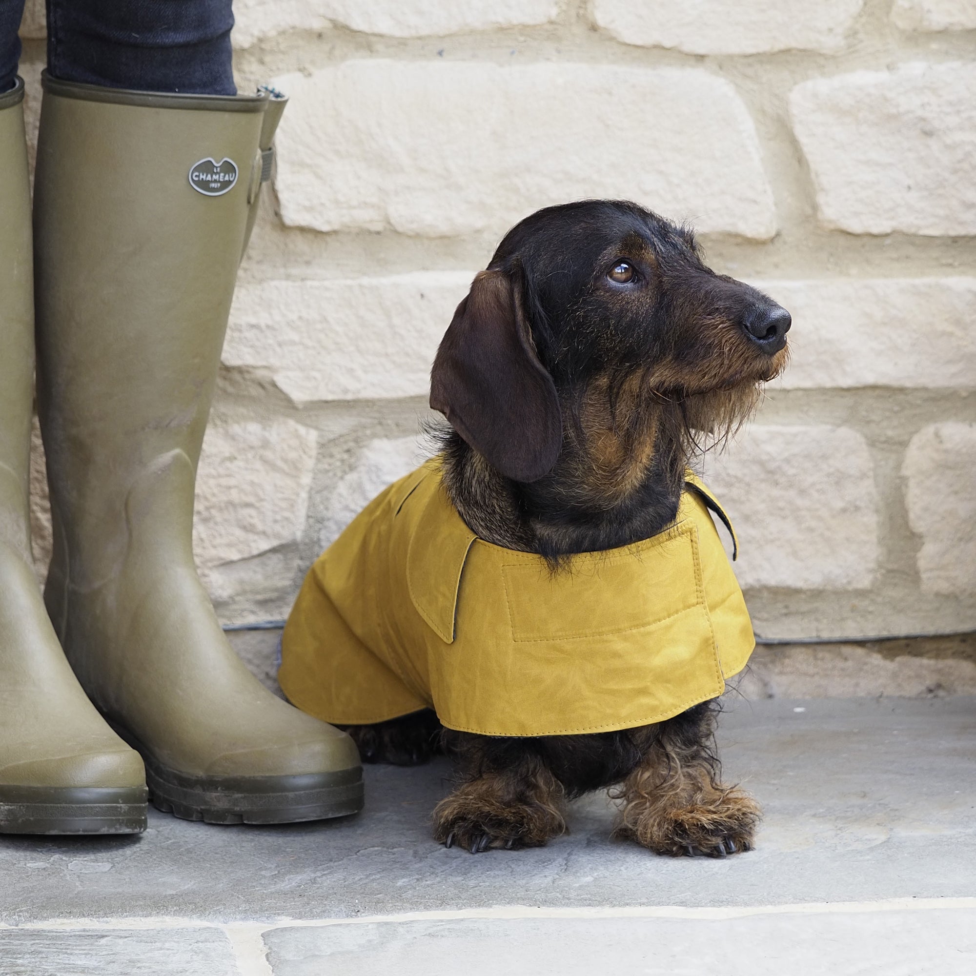 Mustard Waxed Waterproof Dog Coat