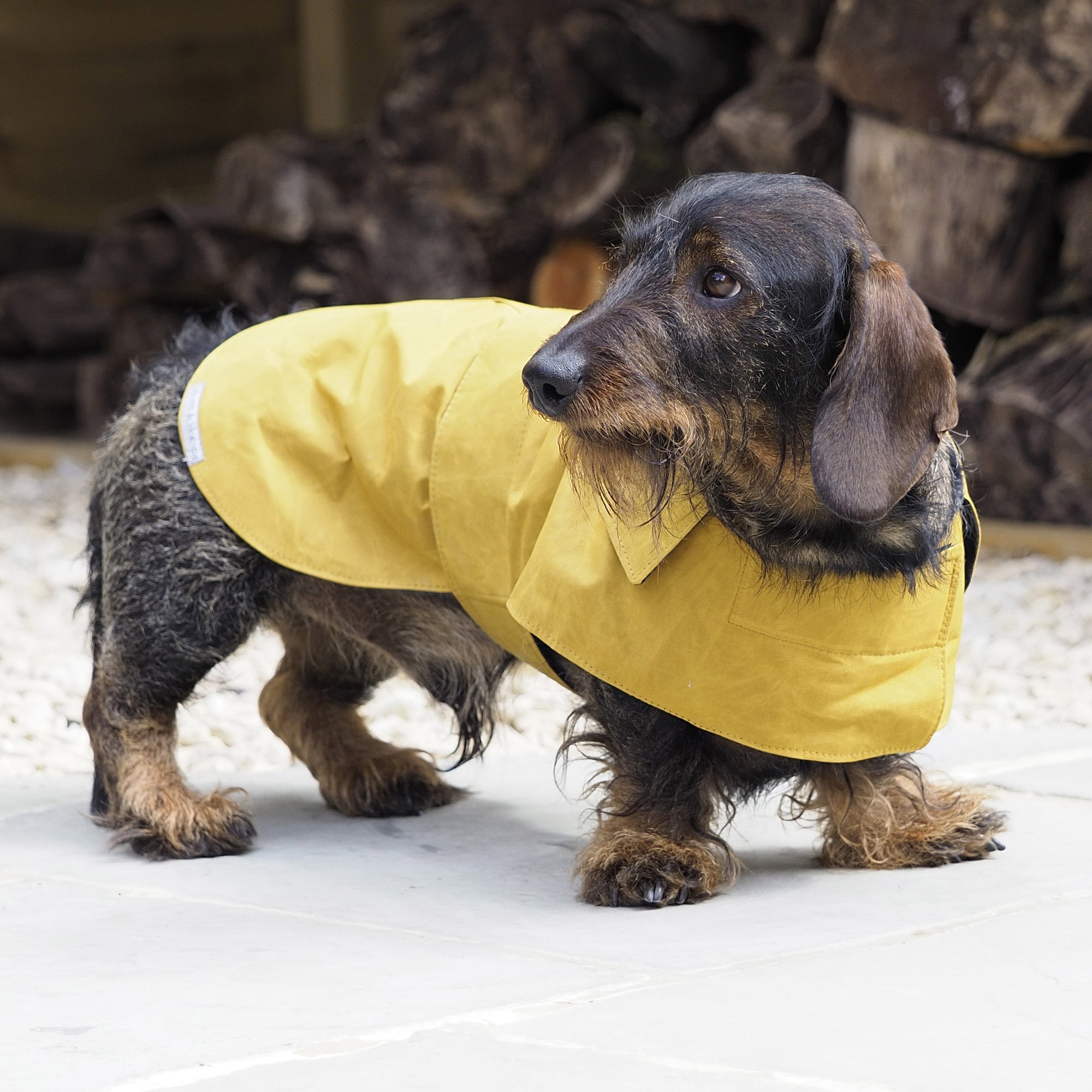 Mustard Waxed Waterproof Dog Coat