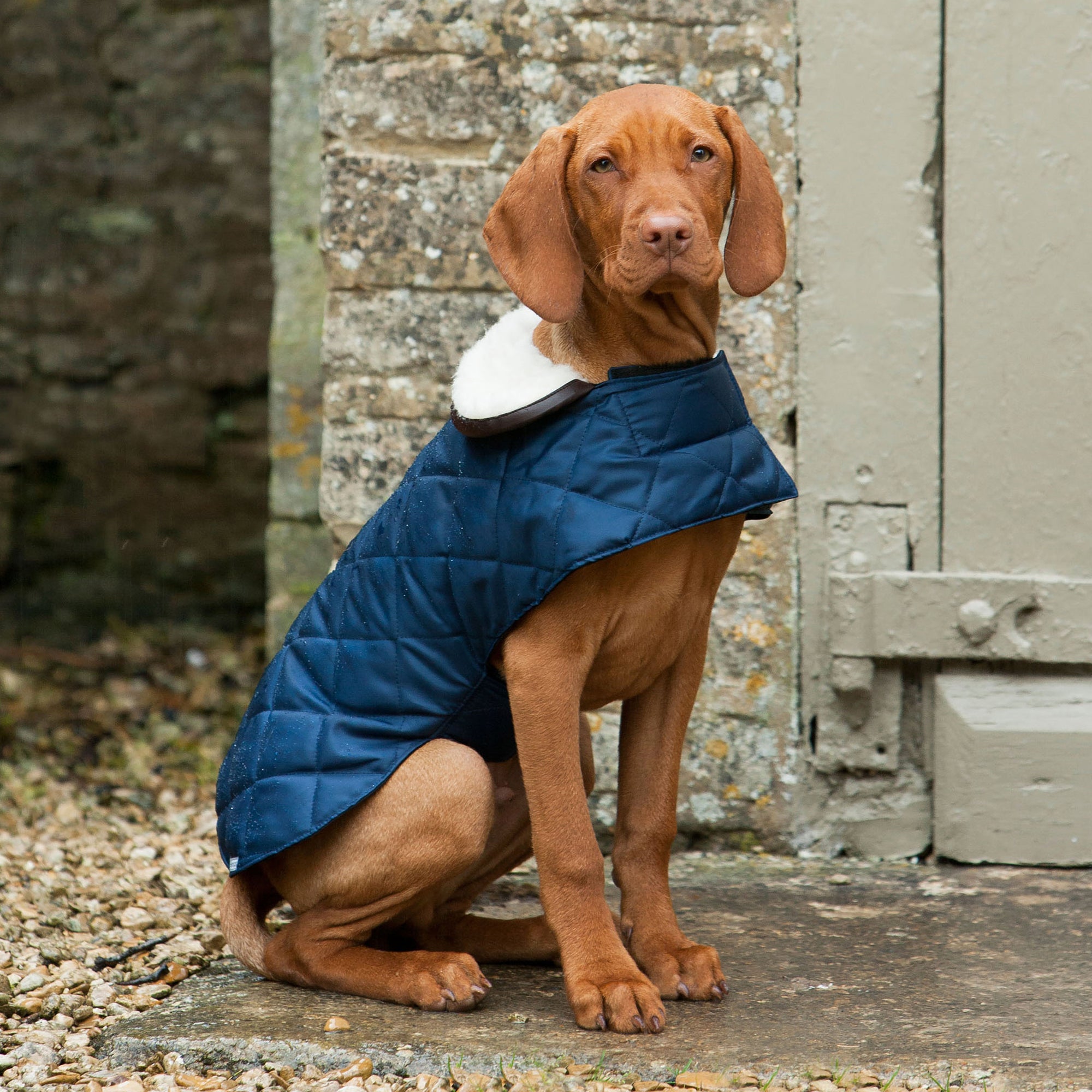 Navy Quilted Dog Coat