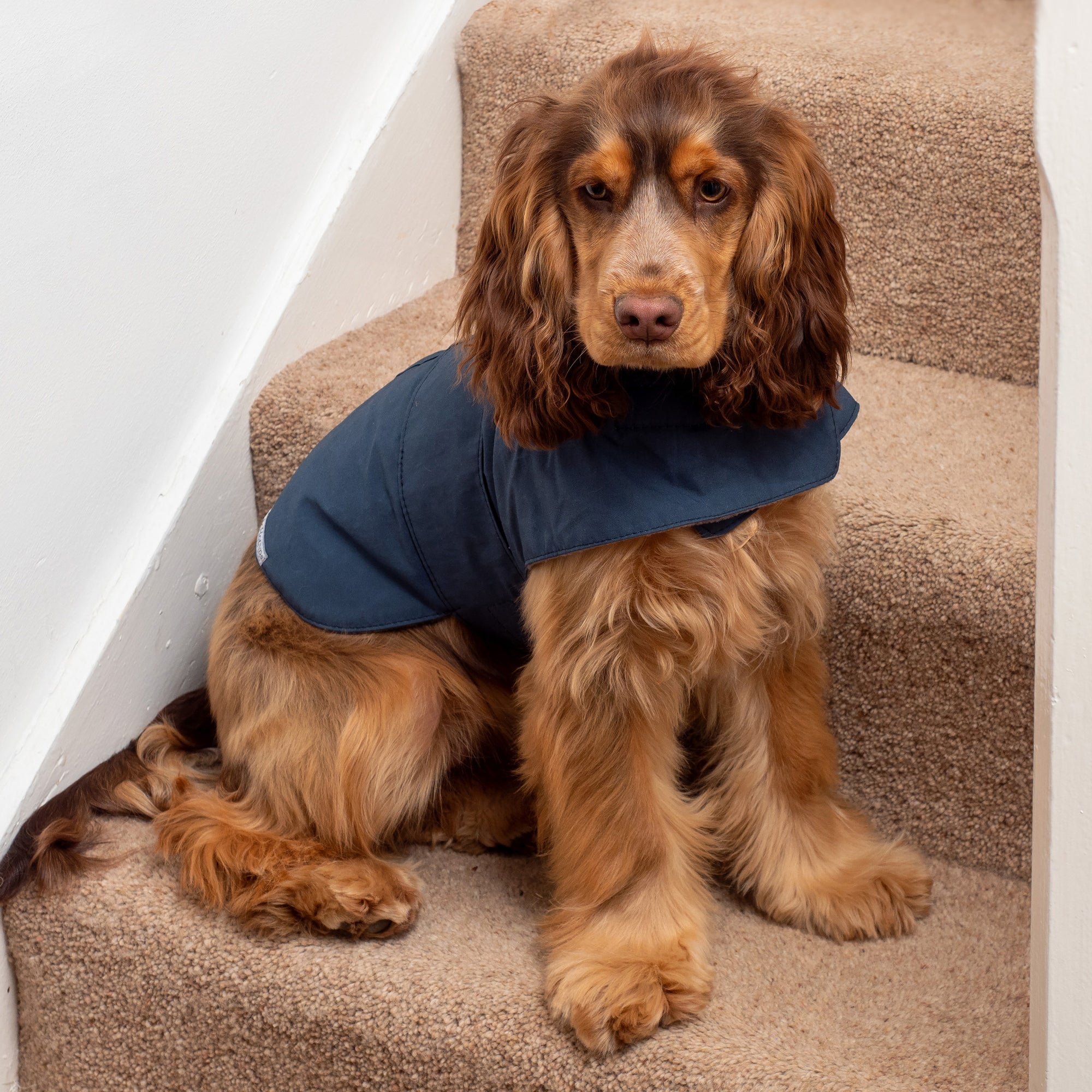 Navy Waxed Waterproof Dog Coat