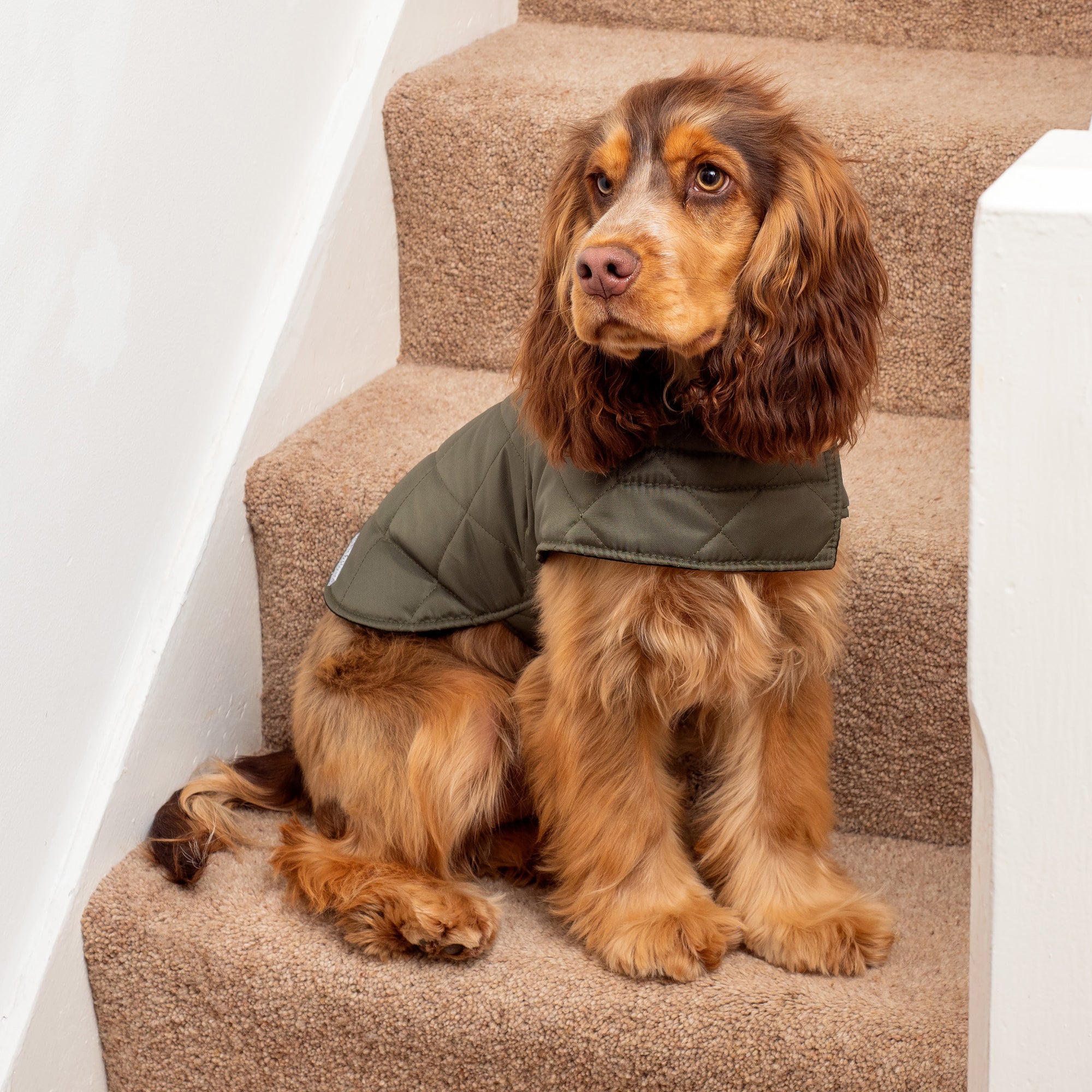 Olive Quilted Dog Coat