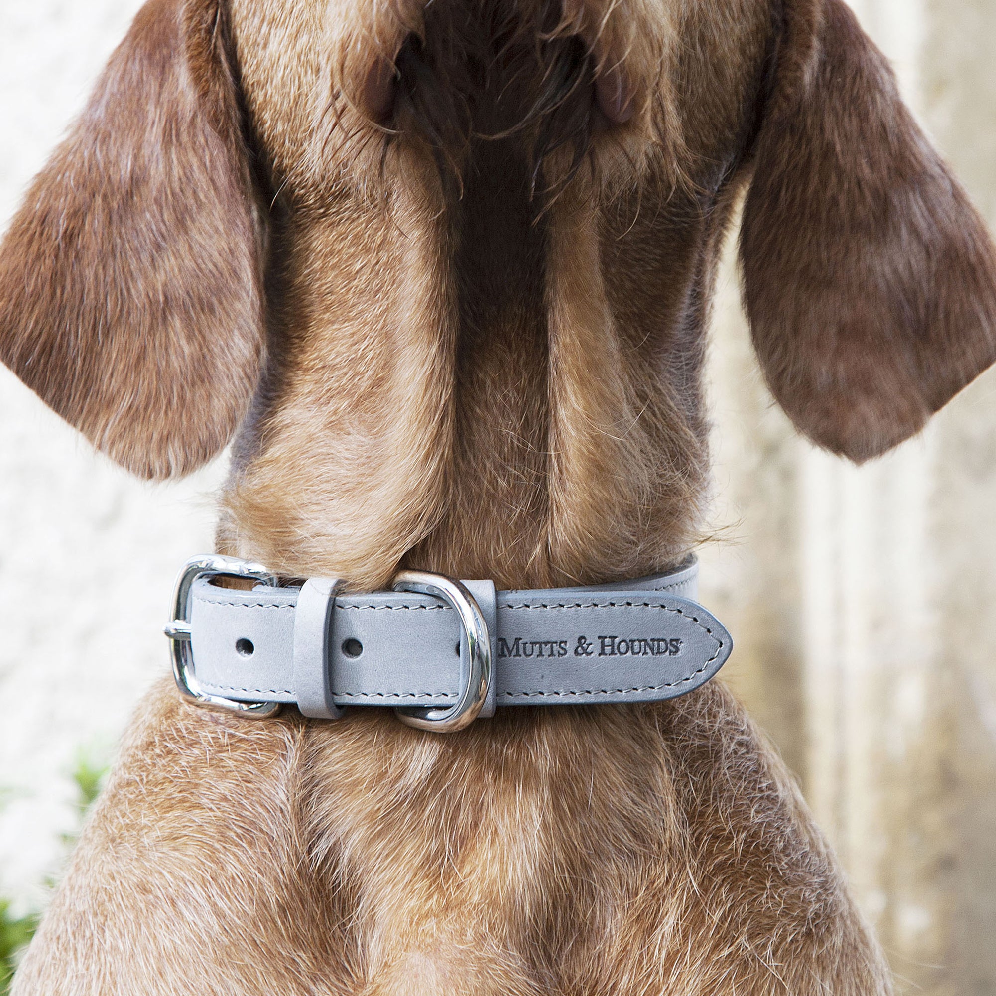 Grey Leather Dog Collar