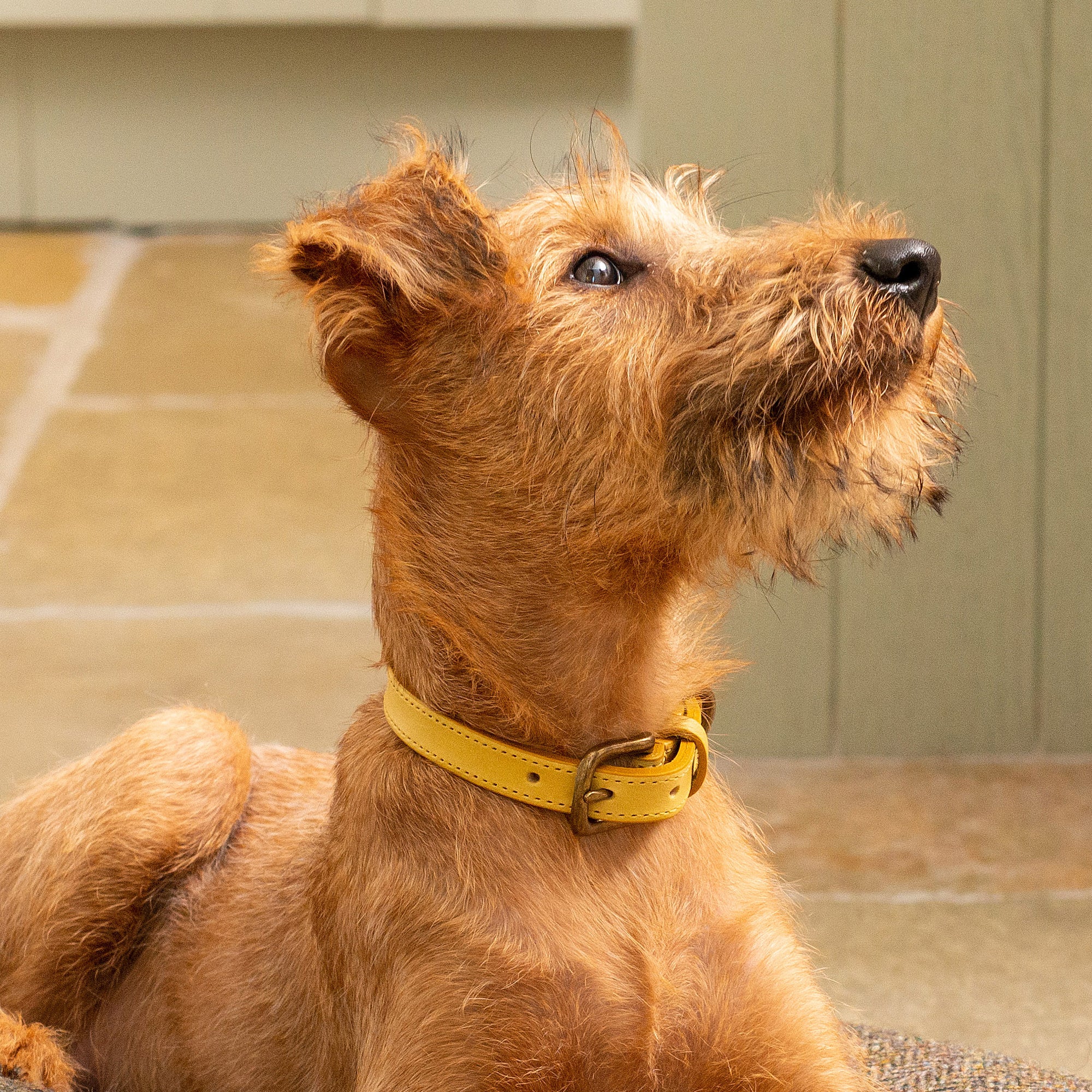 Mustard Leather Dog Collar