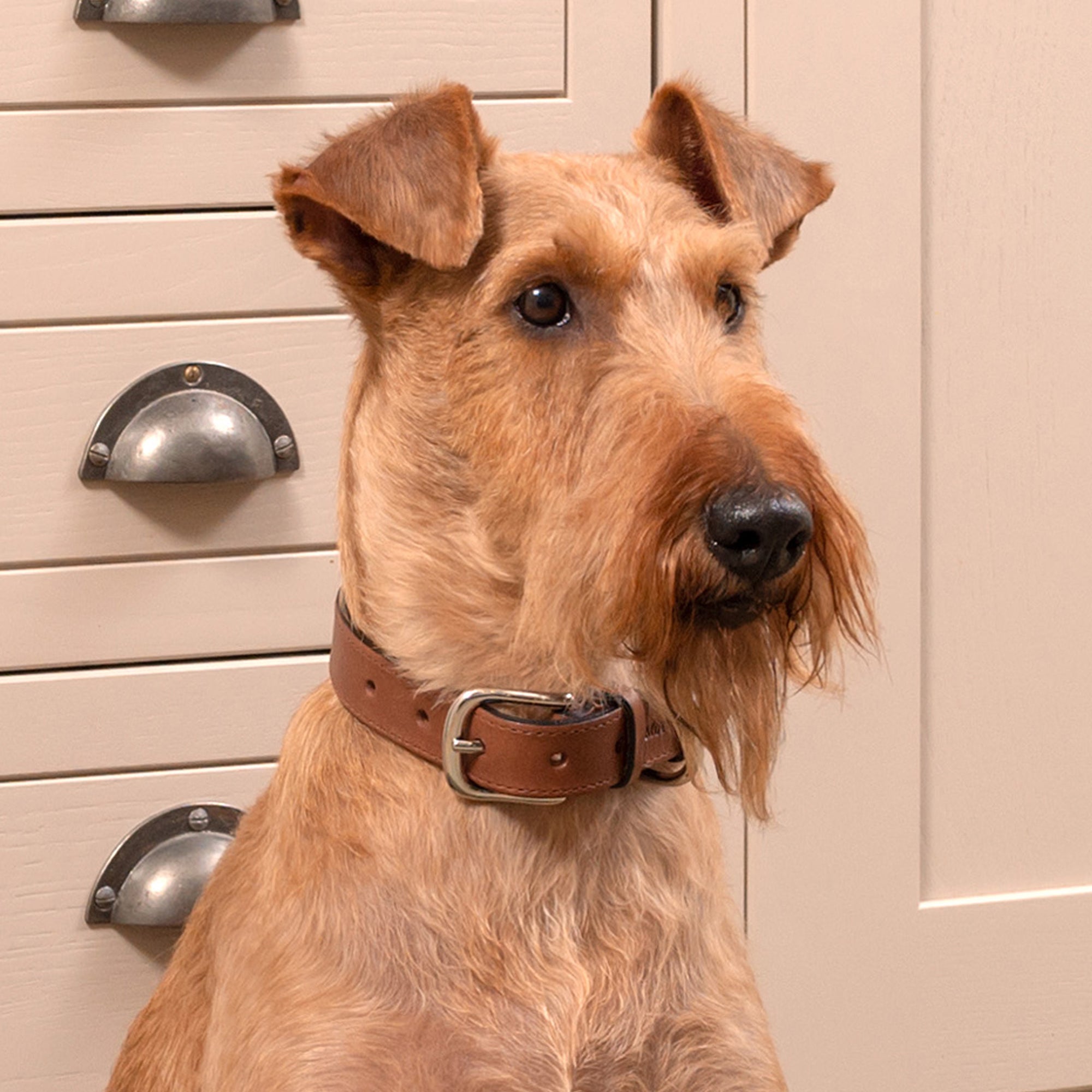 Tan Leather Dog Collar