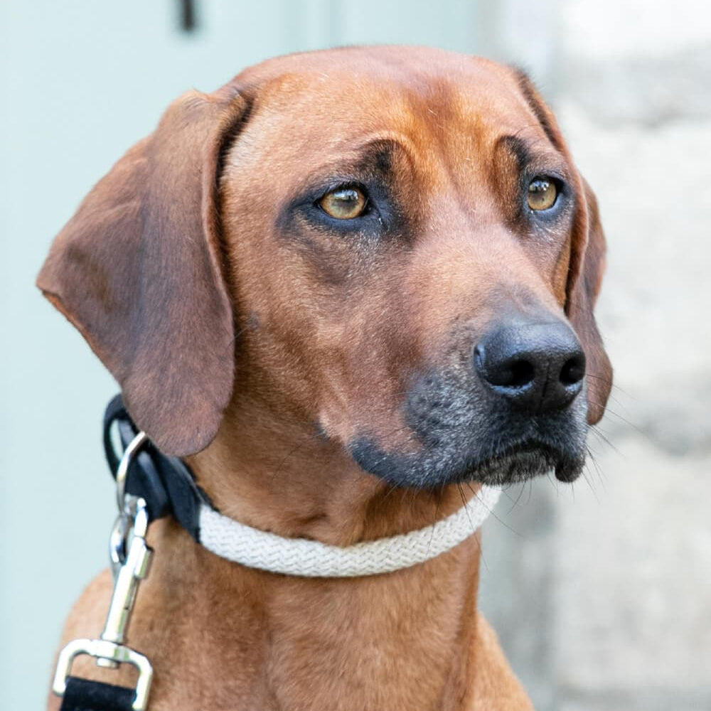 Hugo & Hudson Rope & Black Suede Leather Dog Collar