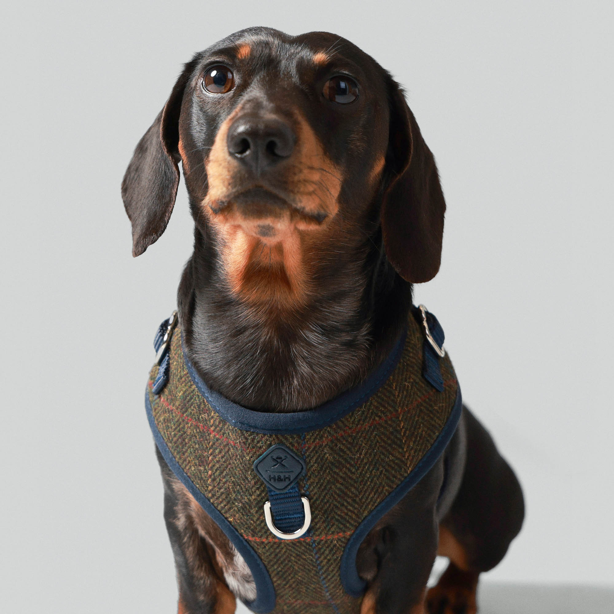 Hugo & Hudson X Hackett Dark Green Checked Herringbone Tweed Dog Harness