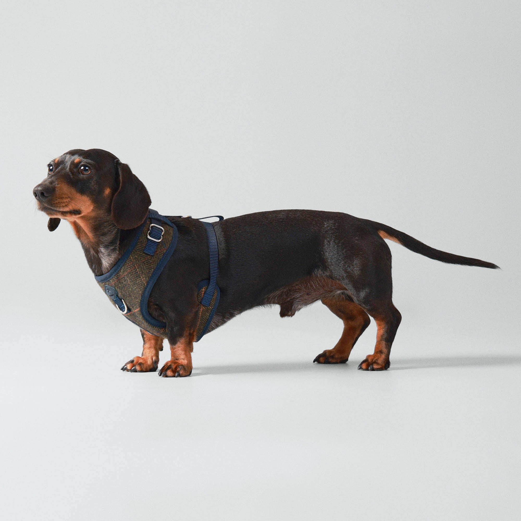 Hugo & Hudson X Hackett Dark Green Checked Herringbone Tweed Dog Harness