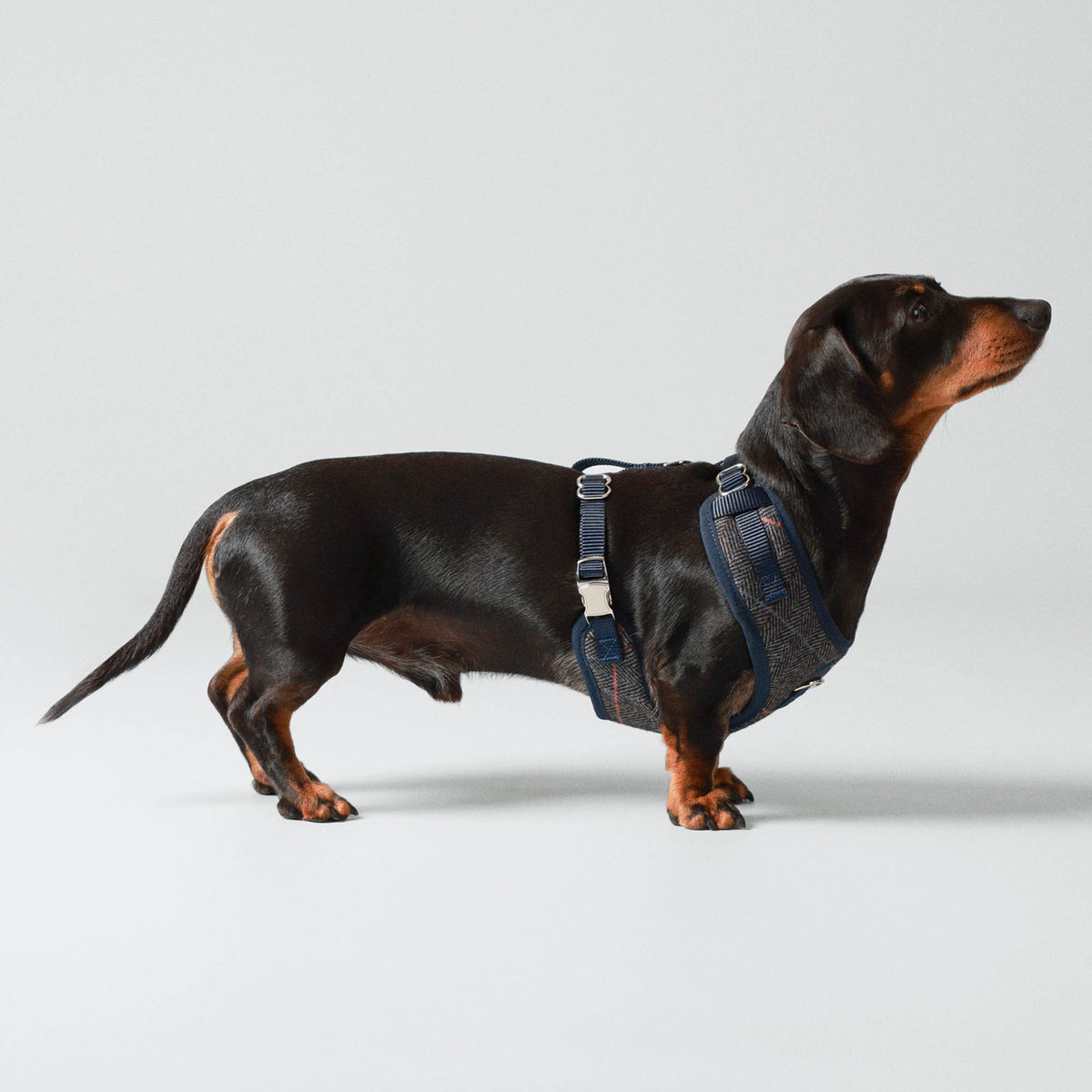 Hugo & Hudson X Hackett Grey Checked Herringbone Tweed Dog Harness