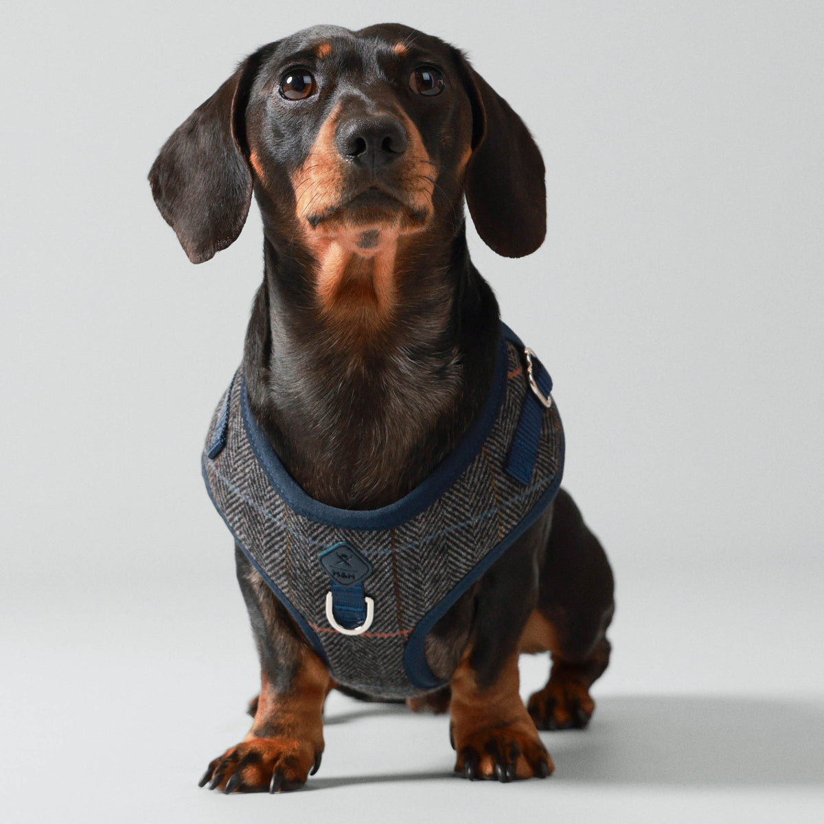 Hugo & Hudson X Hackett Grey Checked Herringbone Tweed Dog Harness