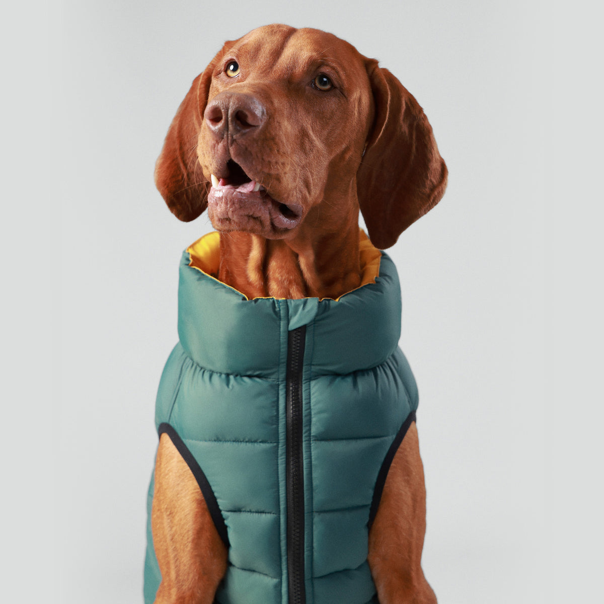 Hugo & Hudson X Hackett Reversible Dog Puffer Jacket - Forest Green & Gold