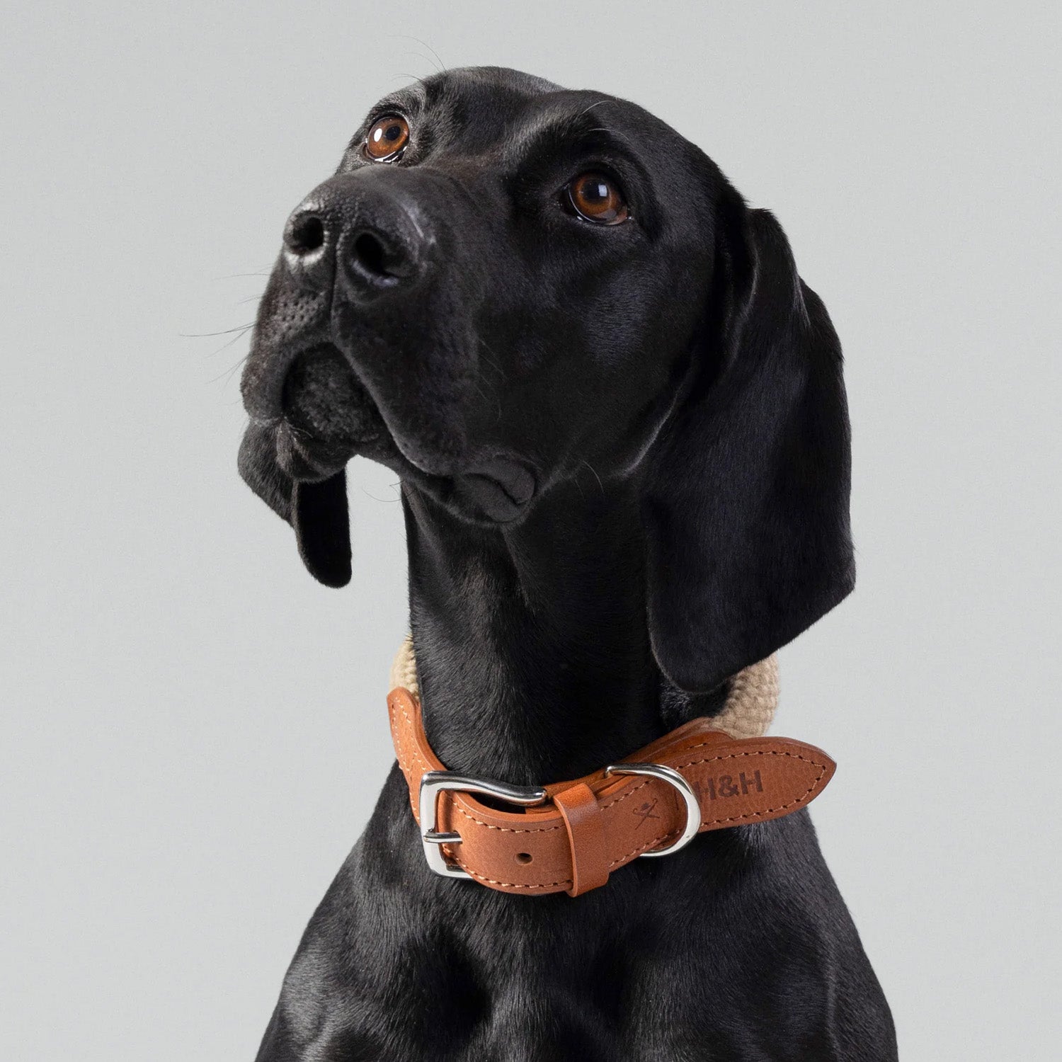 Hugo & Hudson X Hackett Natural Round Rope & Cognac Leather Dog Collar