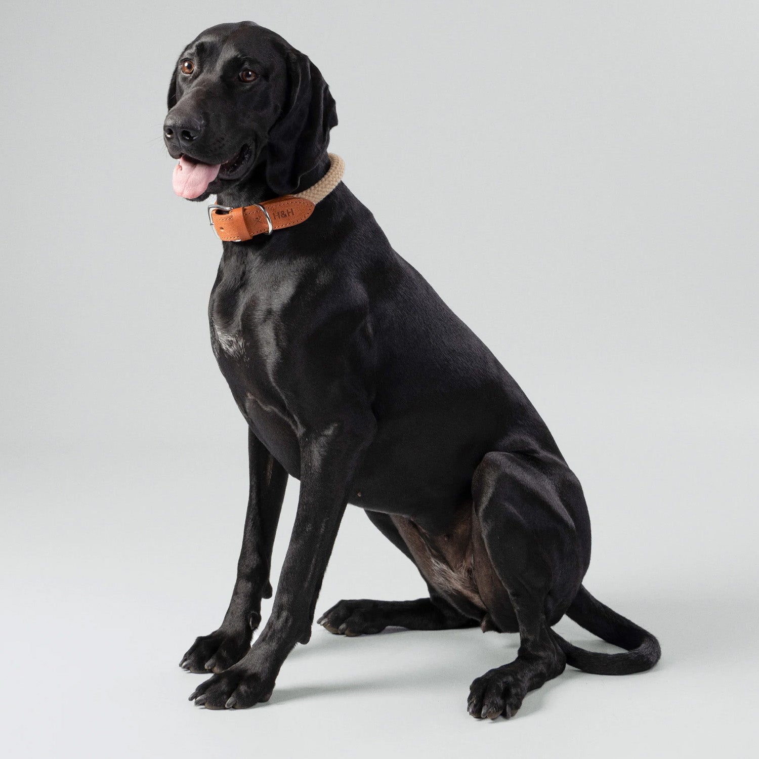Hugo & Hudson X Hackett Natural Round Rope & Cognac Leather Dog Collar