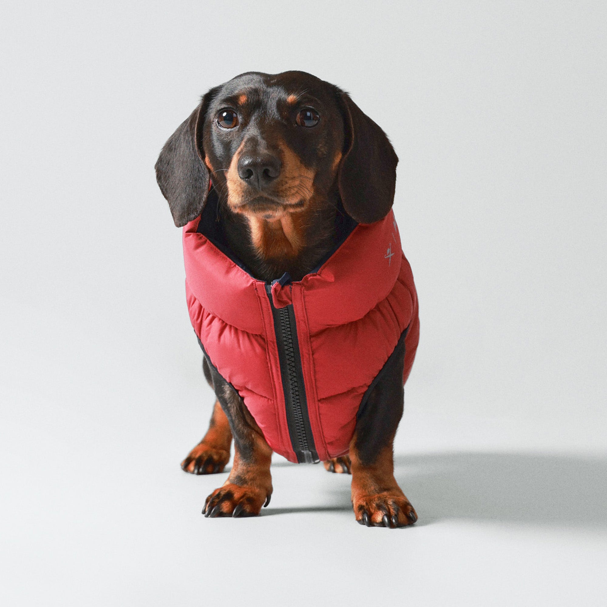 Hugo & Hudson X Hackett Reversible Dog Puffer Jacket - Navy & Berry