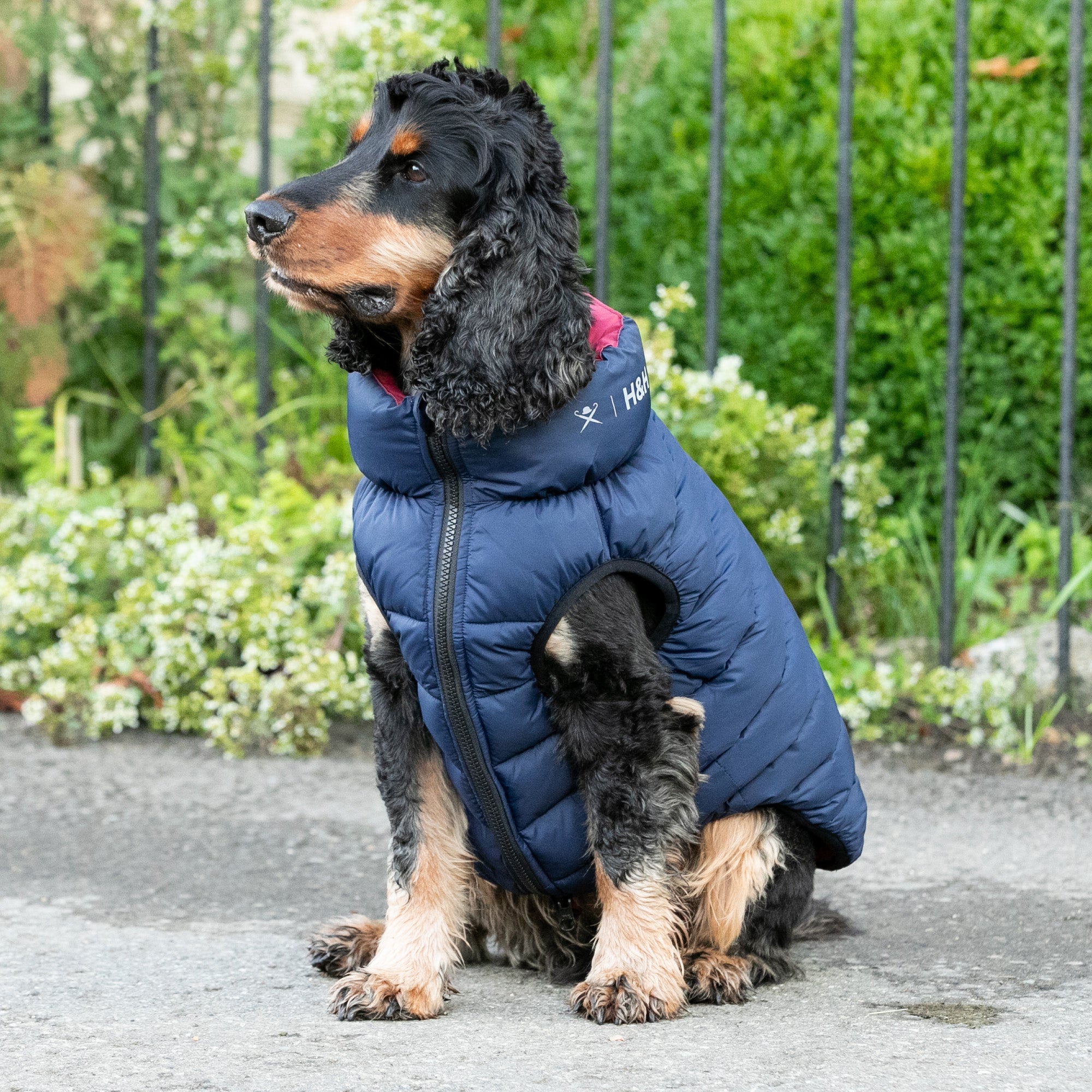 Hugo & Hudson X Hackett Reversible Dog Puffer Jacket - Navy & Berry