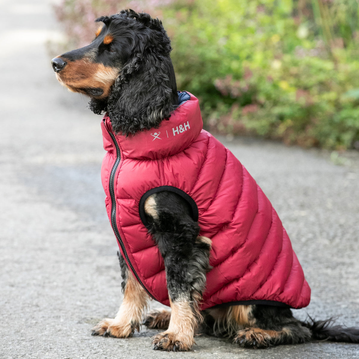 Hugo & Hudson X Hackett Reversible Dog Puffer Jacket - Navy & Berry
