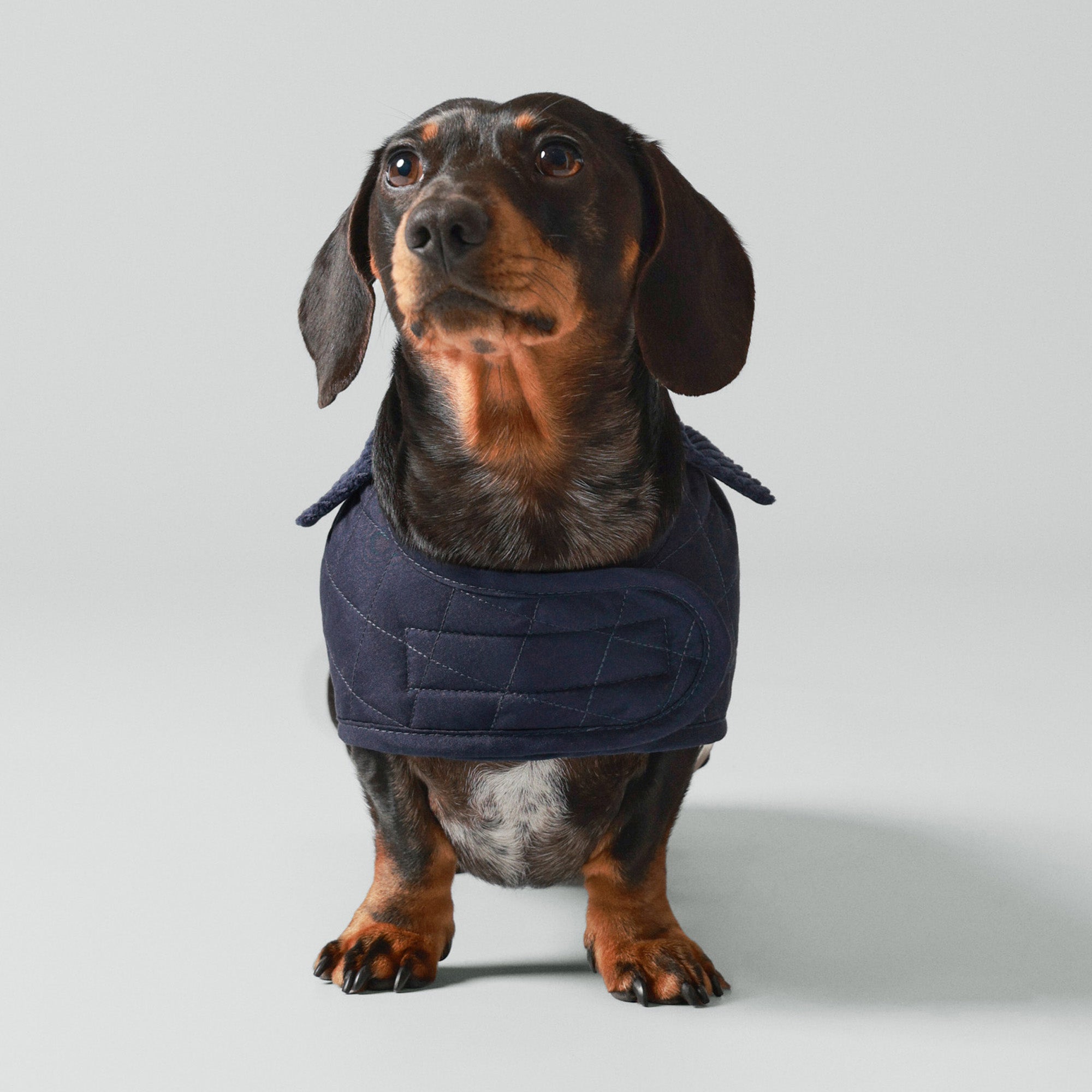Hugo & Hudson X Hackett Quilted Dog Jacket - Navy