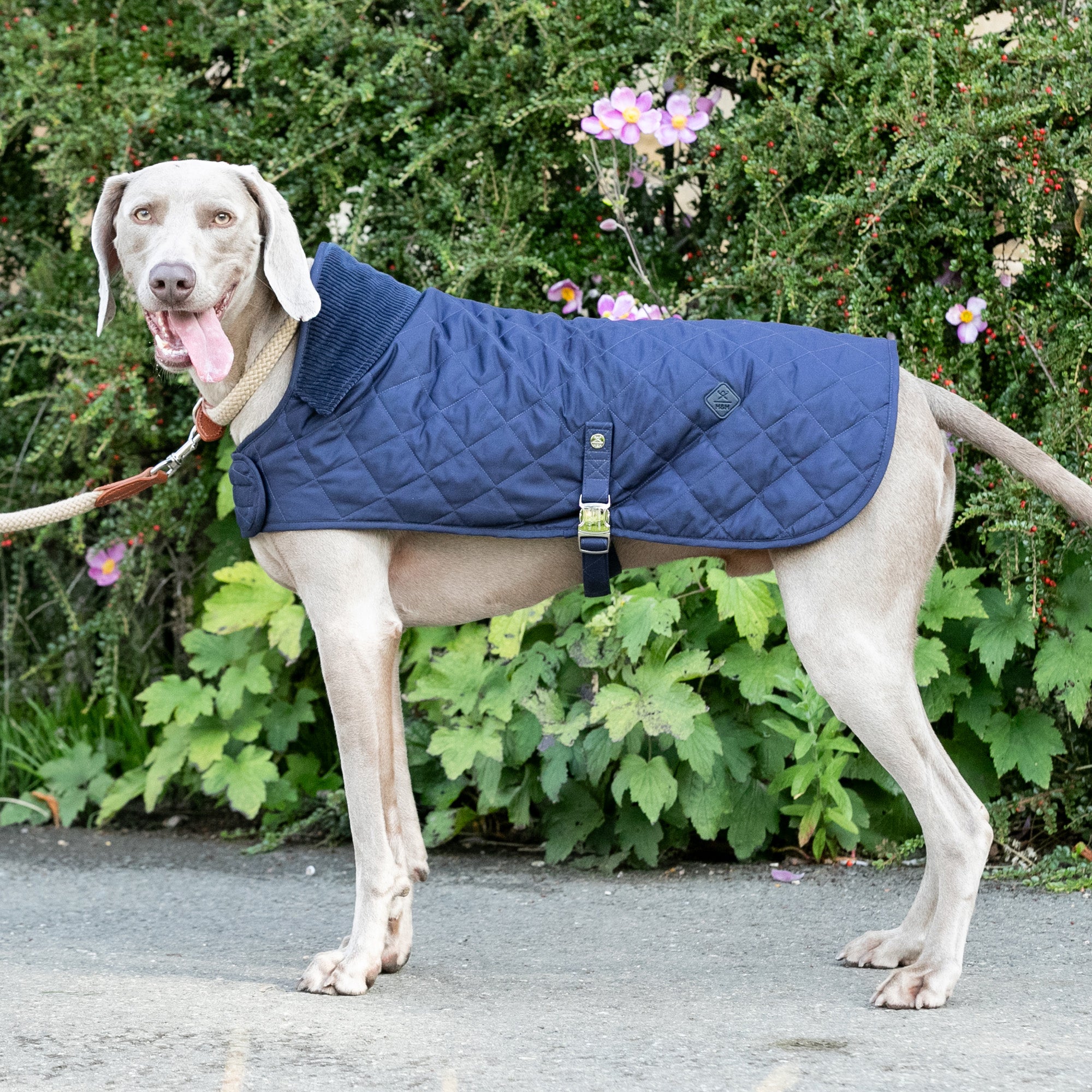 Hugo & Hudson X Hackett Quilted Dog Jacket - Navy