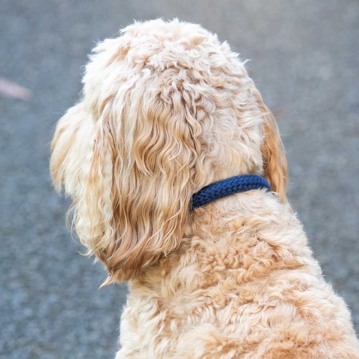 Hackett X Hugo & Hudson Navy Round Rope & Cognac Leather Dog Collar